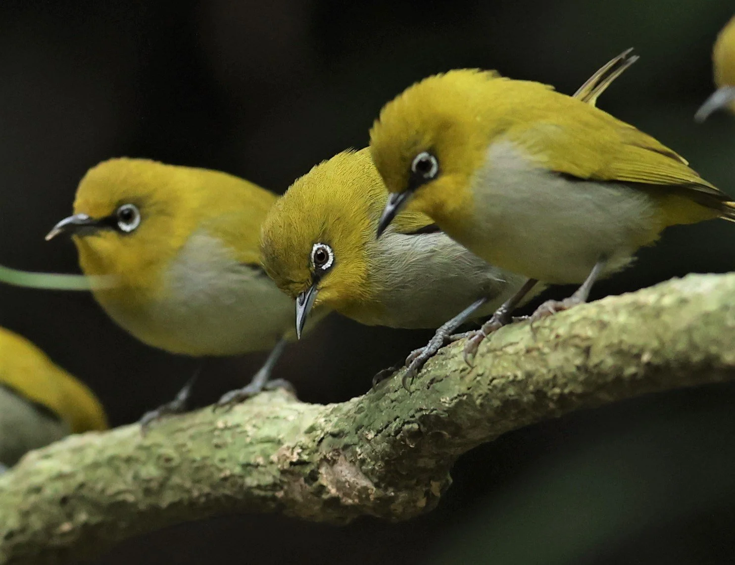 Indian White-eye (Zosterops palpebrosus) Doi Inthanon NP Chiang Mai (15).JPG