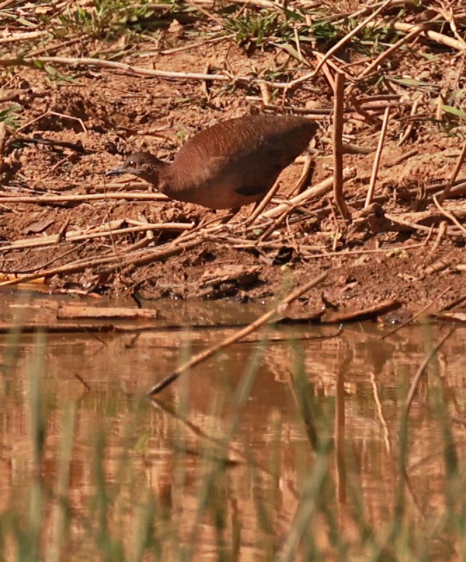 Tinamou - Small-billed Tinamou - Crypturellus parvirostris - Porto Alegre Lodge, Pantanal (4).jpg