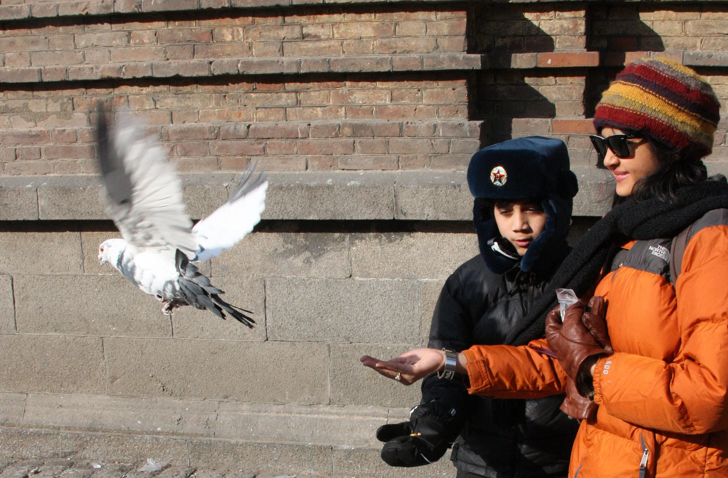 BIRD - PIGEON - HARBIN SAINT SOPHIA'S CATHEDRAL CHINA (15).JPG