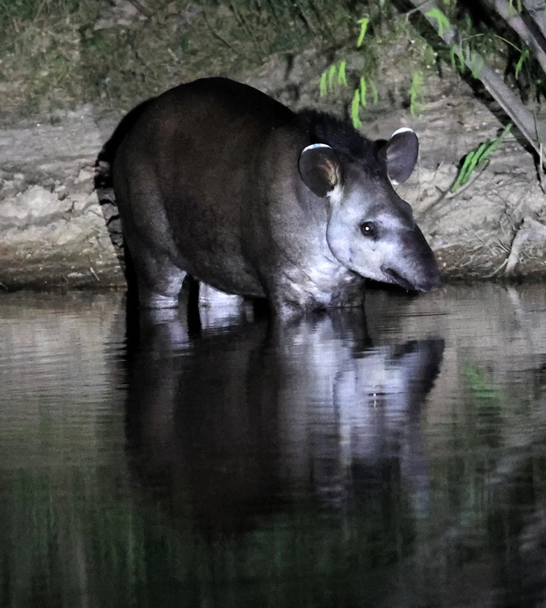 South American Tapir (Tapirus terrestris) Hotel Campestre Iparoma Paraguay  (43).jpg