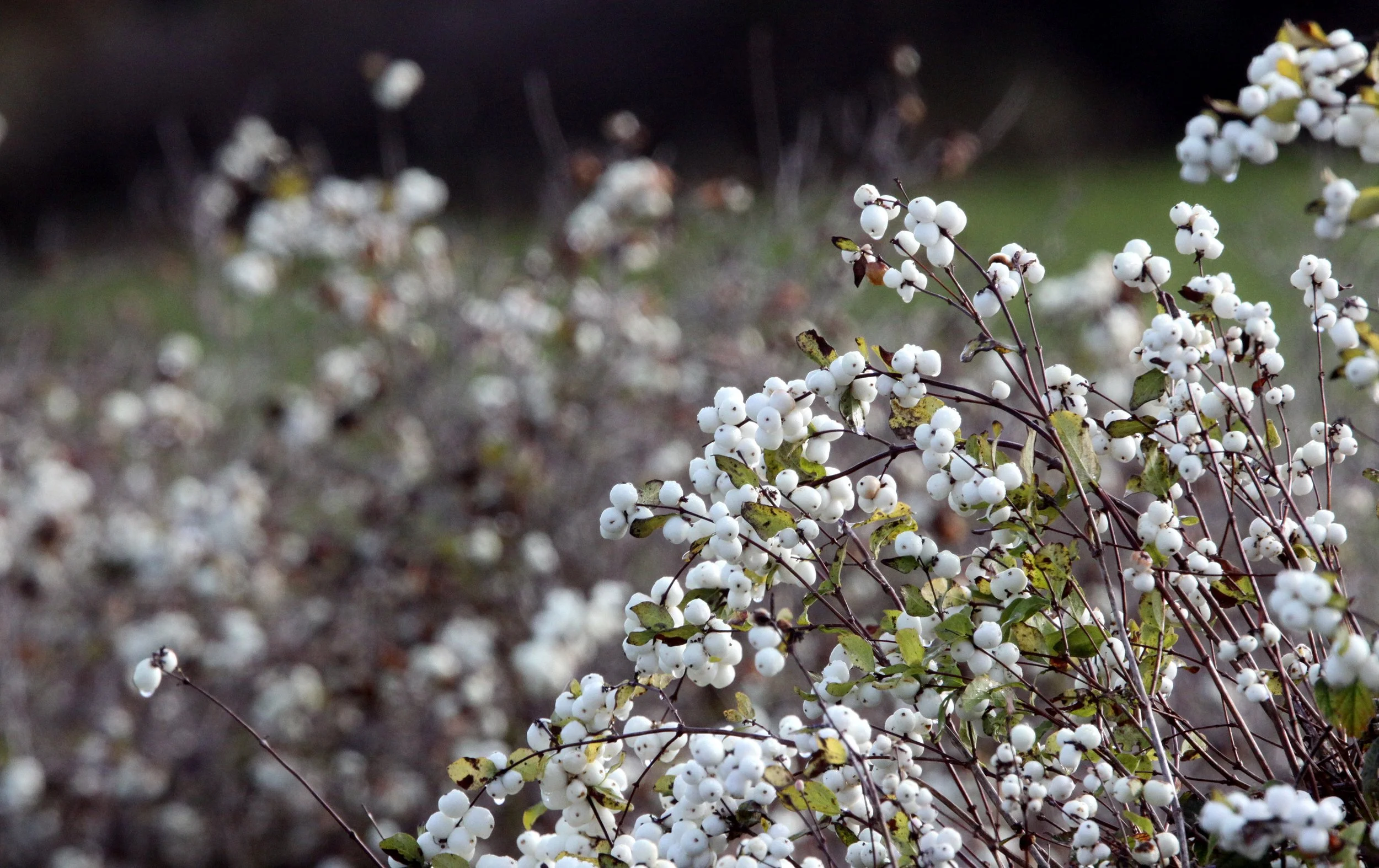 CAPRIFOLIACEAE - SYMPHORICARPIS ALBUS - COMMON SNOWBERRY - JAMESTOWN WA.JPG
