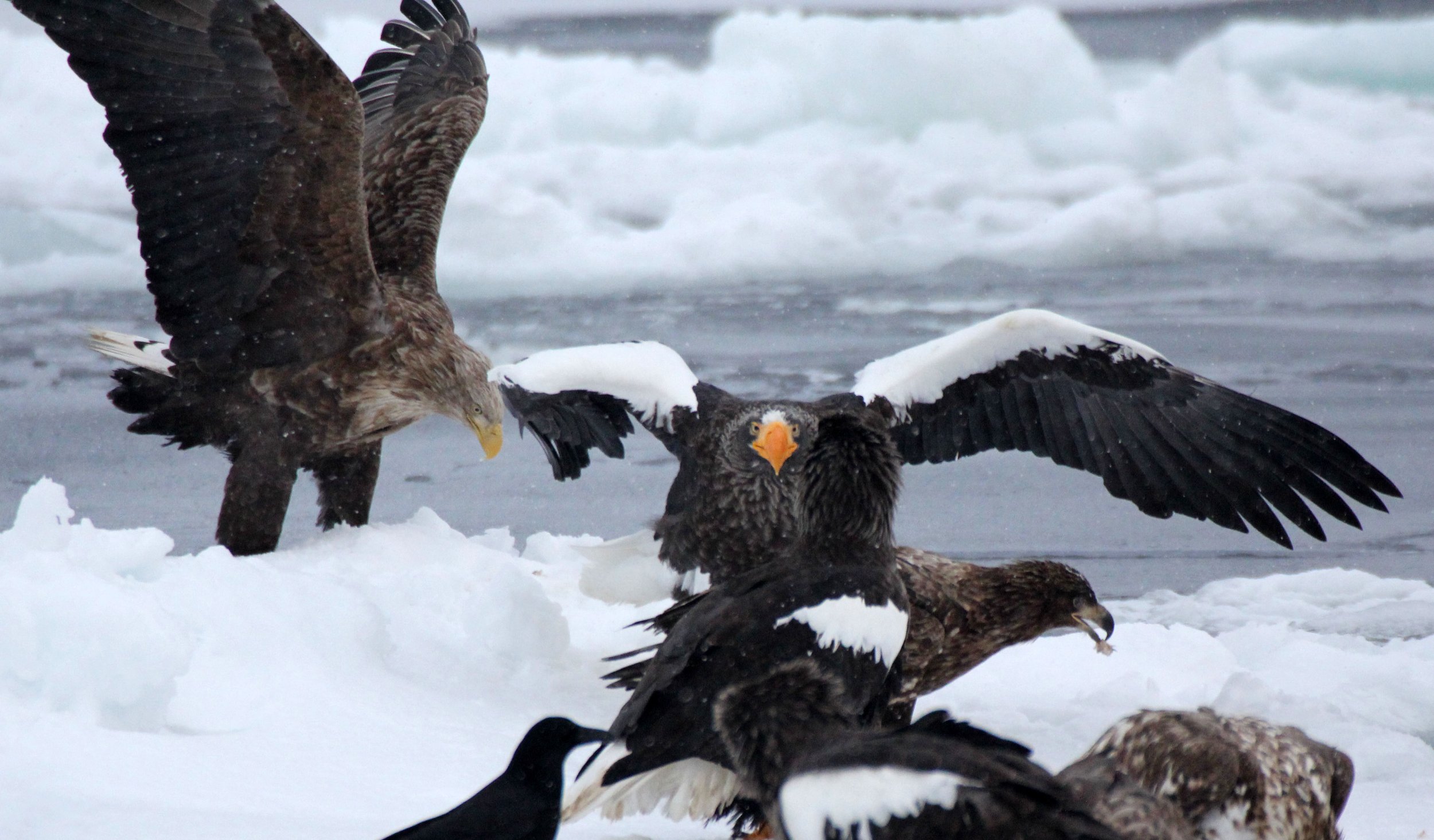 BIRD - EAGLE - STELLER'S SEA EAGLE - RAUSU, SHIRETOKO PENINSULA & NATIONAL PARK - HOKKAIDO JAPAN (39).JPG