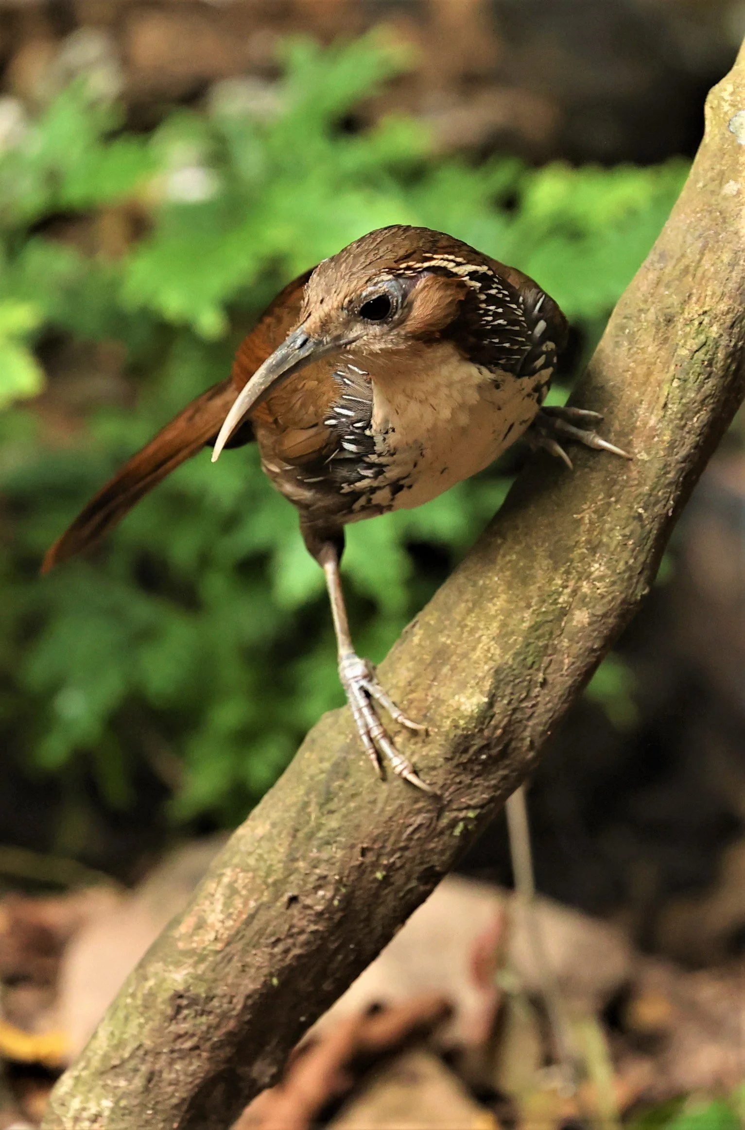 SCIMITAR BABBLER - Erythrogenys hypoleucos - LARGE SCIMITAR BABBLER - NUY HIDE NEAR KAENG KRACHAN FEB 2022 (6).jpg