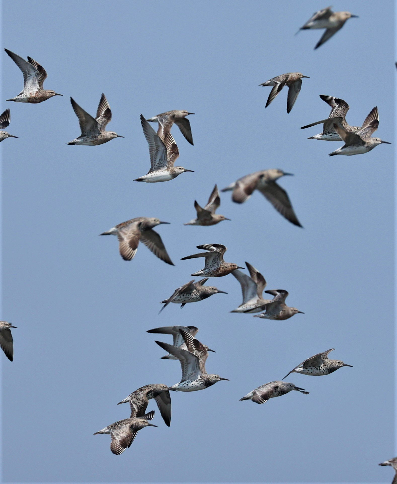 KNOT - RED KNOT - Calidris canutus - PAK THALE SALT PONDS MARCH 2022 (5).jpg