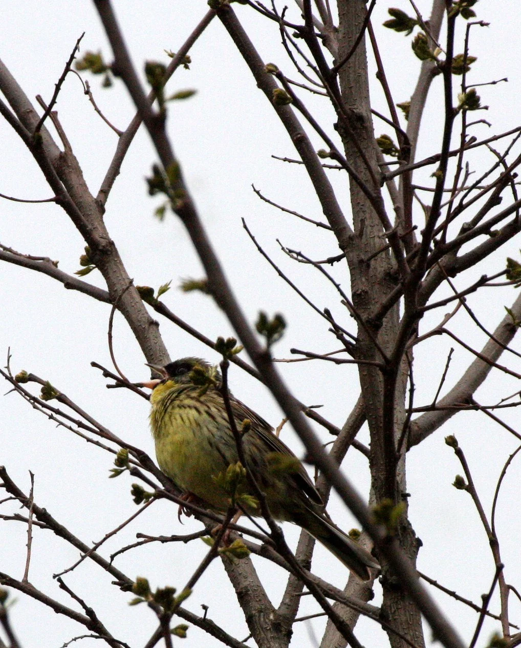 Eurasian Siskin (Spinus spinus) Shimokita Peninsula, Kawauchi Japan (2).JPG