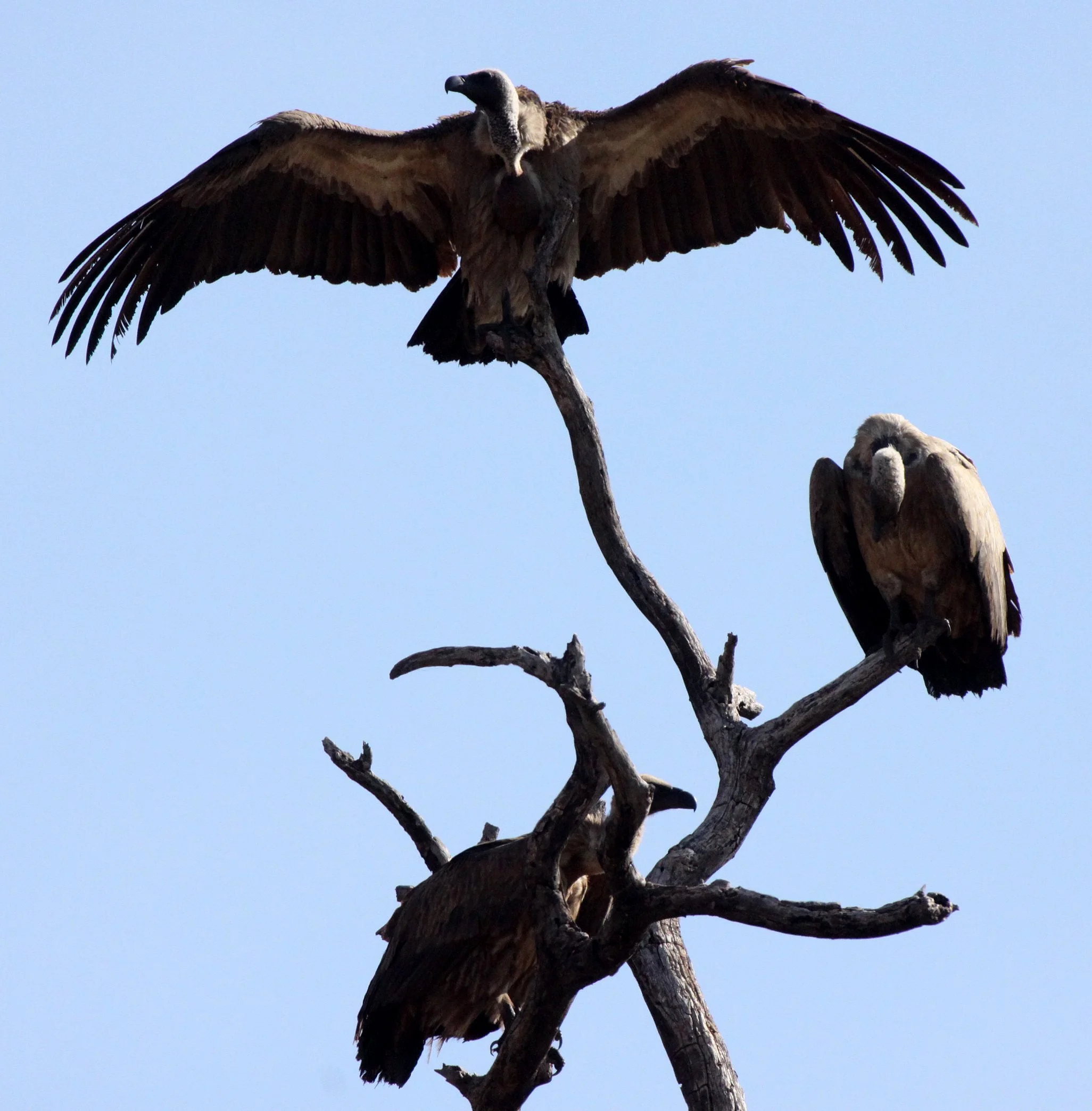 Gyps africanus - AFRICAN WHITE-BACKED VULTURE - GYPS AFRICANUS - CHOBE NATIONAL PARK BOTSWANA (1).JPG