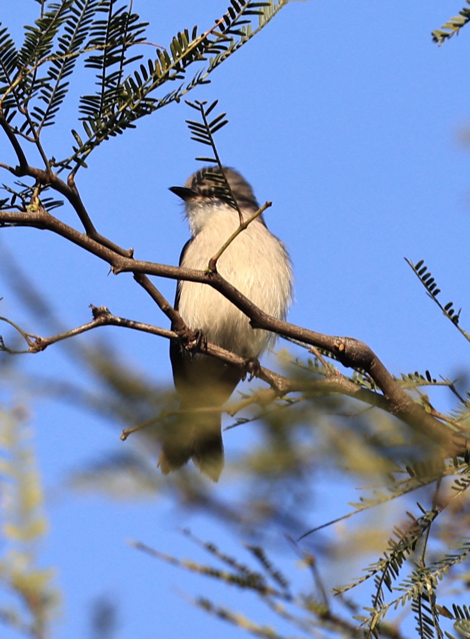 Sirystes sibilator - Hotel Iparoma Campestre Paraguay (2).jpg