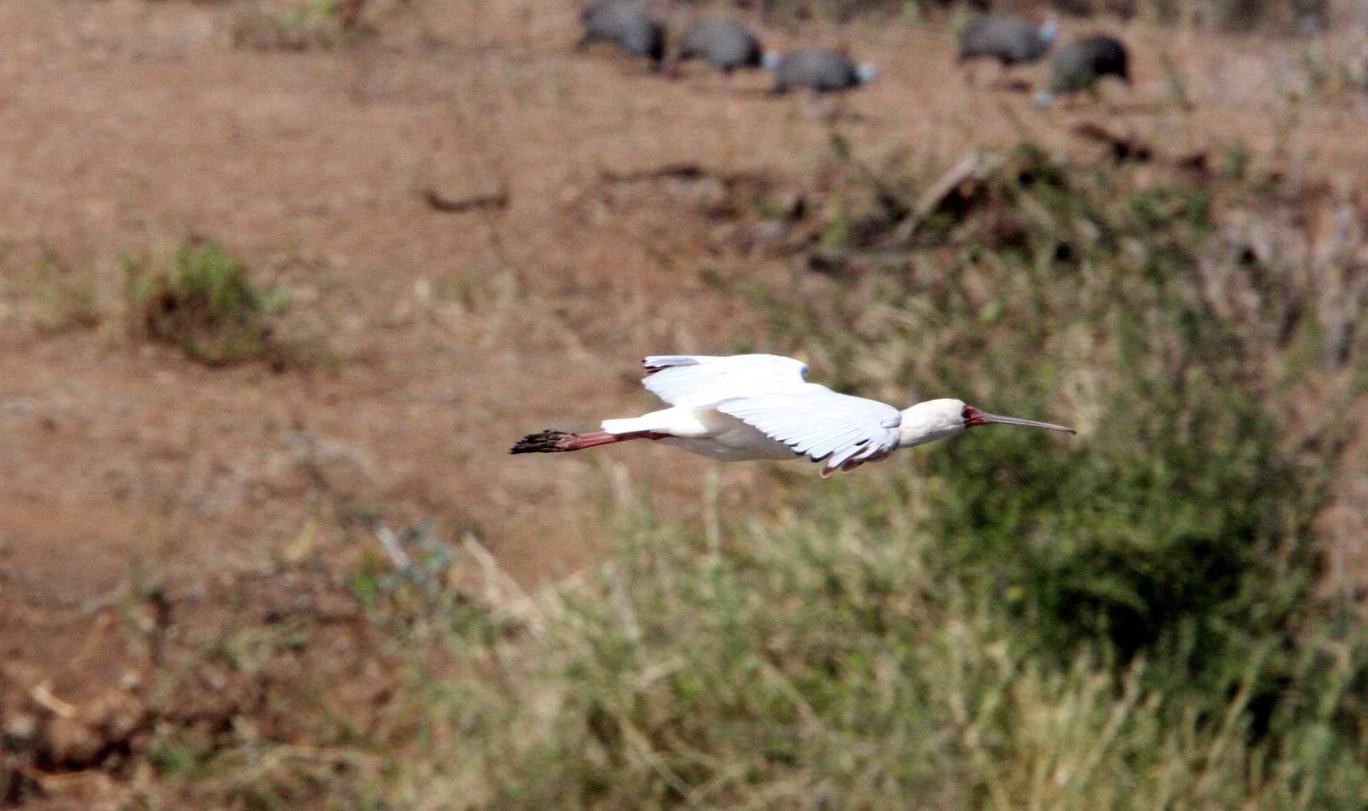 SPOONBILL - AFRICAN SPOONBILL - Platalea alba - KRUGER NATIONAL PARK SOUTH AFRICA (16).JPG