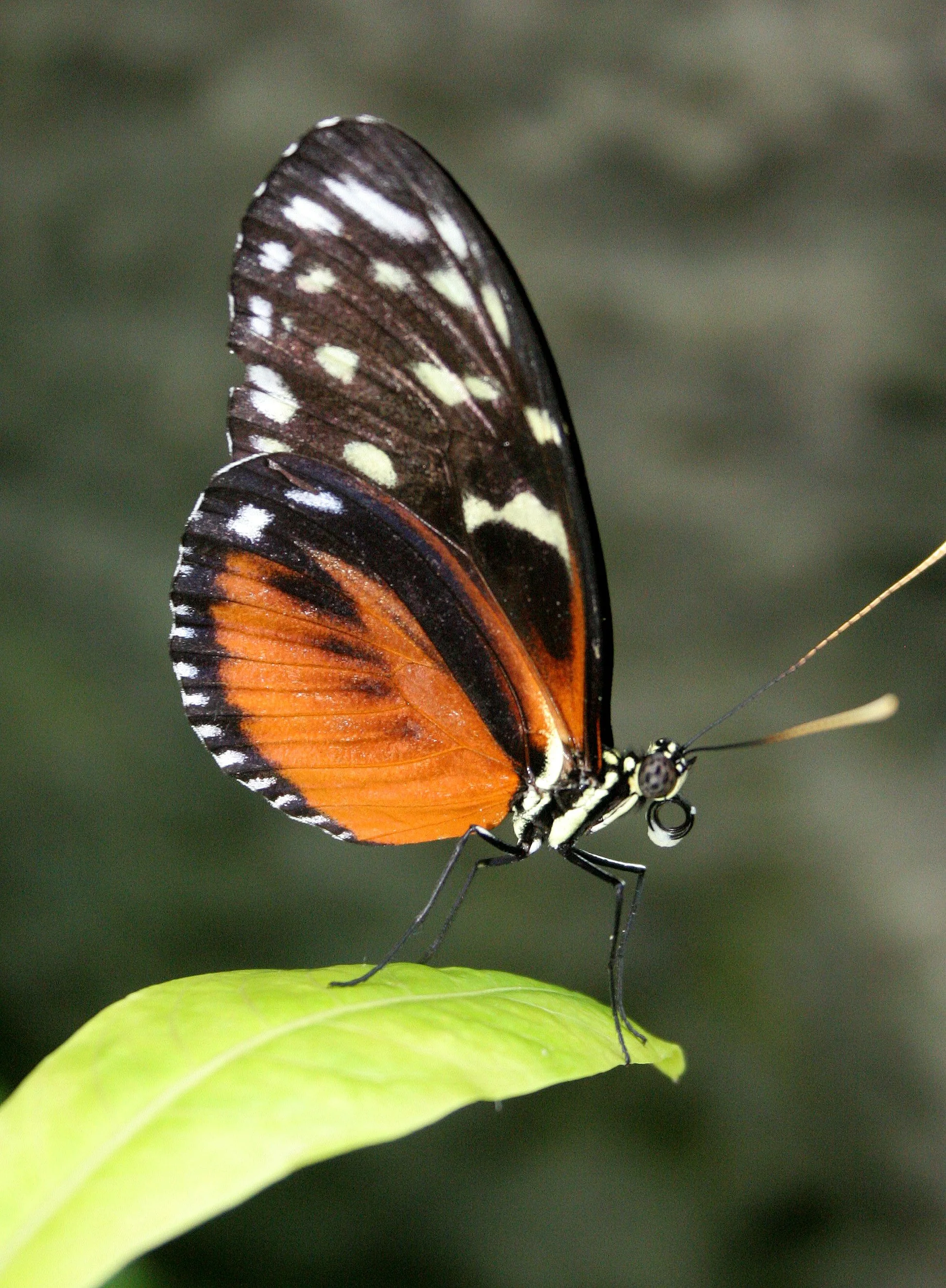 2008-3-31 CHICAGO SPRING TRIP - PEGGY BARTEAON NATURE MUSEUM (16).JPG