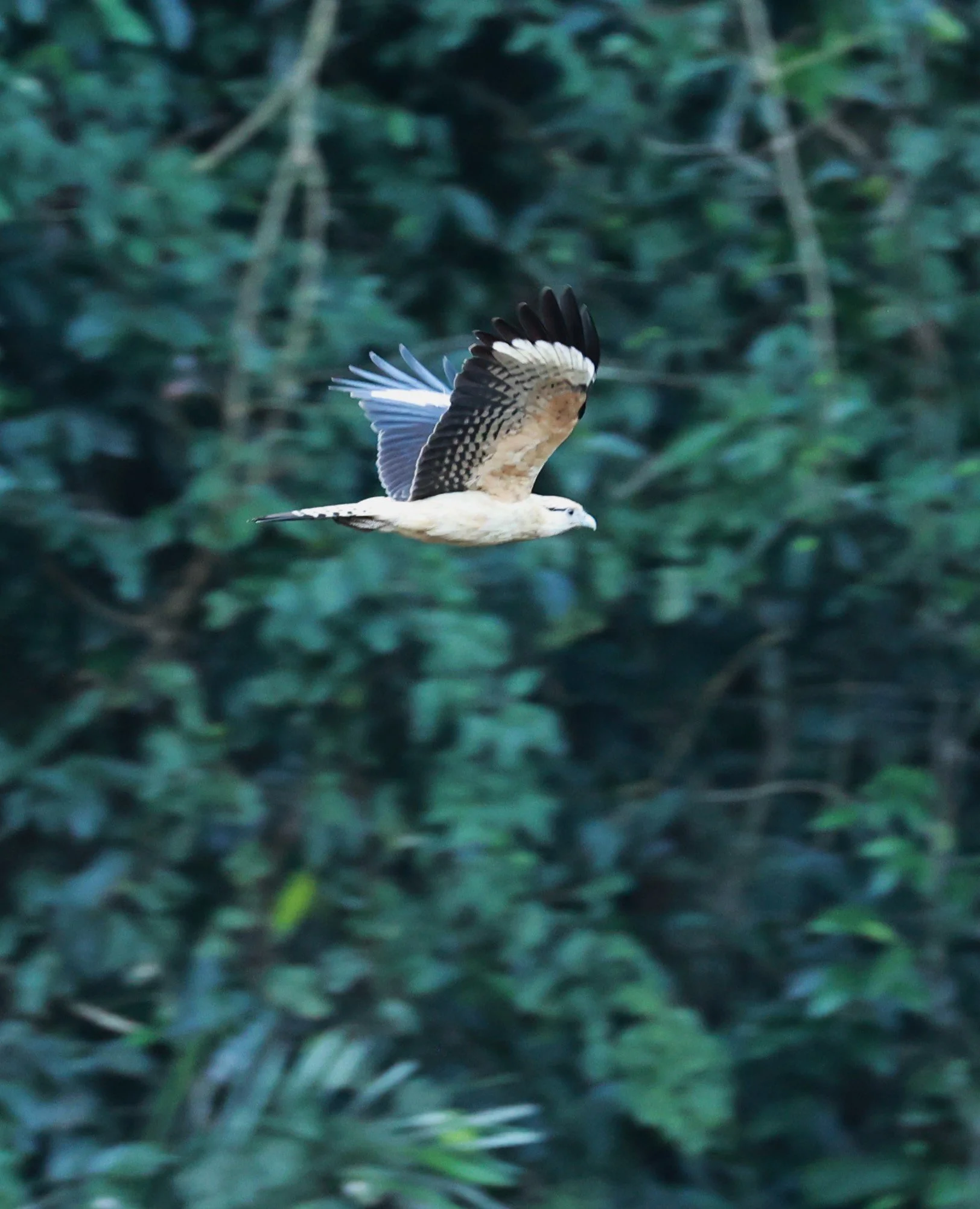 Caracara - Yellow-headed Caracara - Milvago chimachima - Rio Doce State Park, Minas Gerais, Brazil (5).JPG