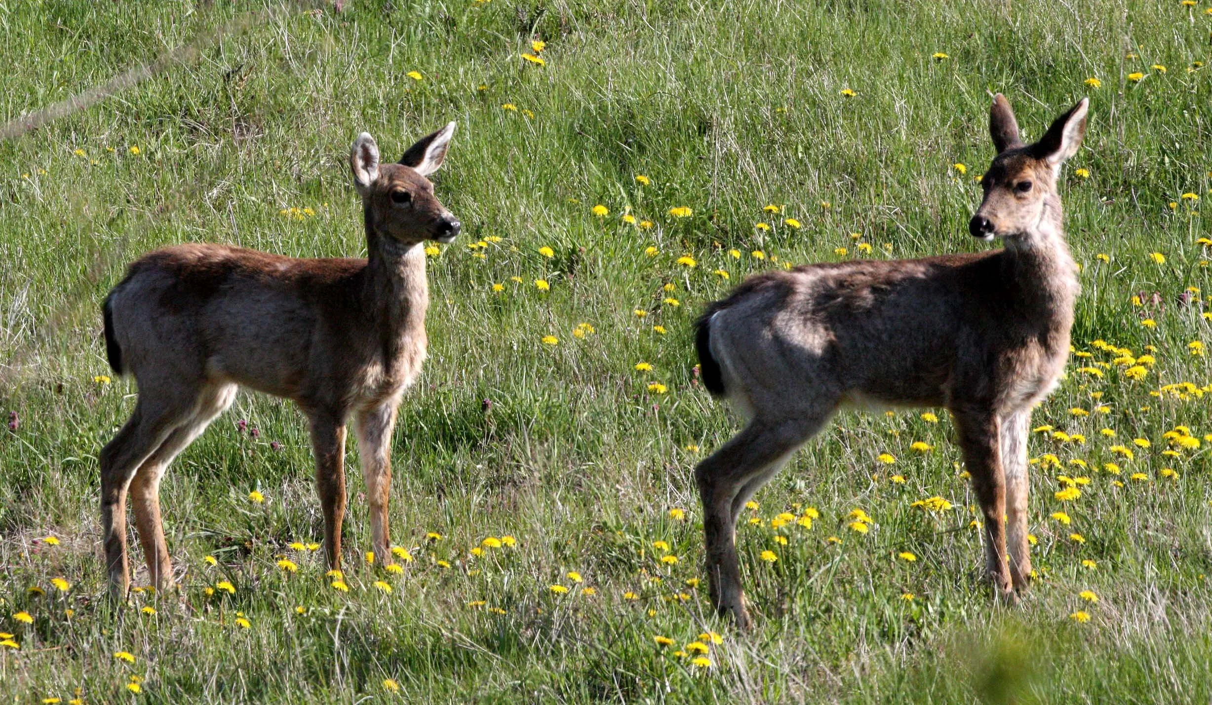 CERVID - DEER - COLUMBIA BLACK-TAIL DEER - SEQUIM PRAIRIE.JPG