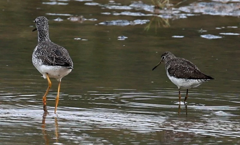 Greater Yellowlegs (Tringa melanoleuca) Chaco Lodge & Laguna Salada Paraguay (8).jpg