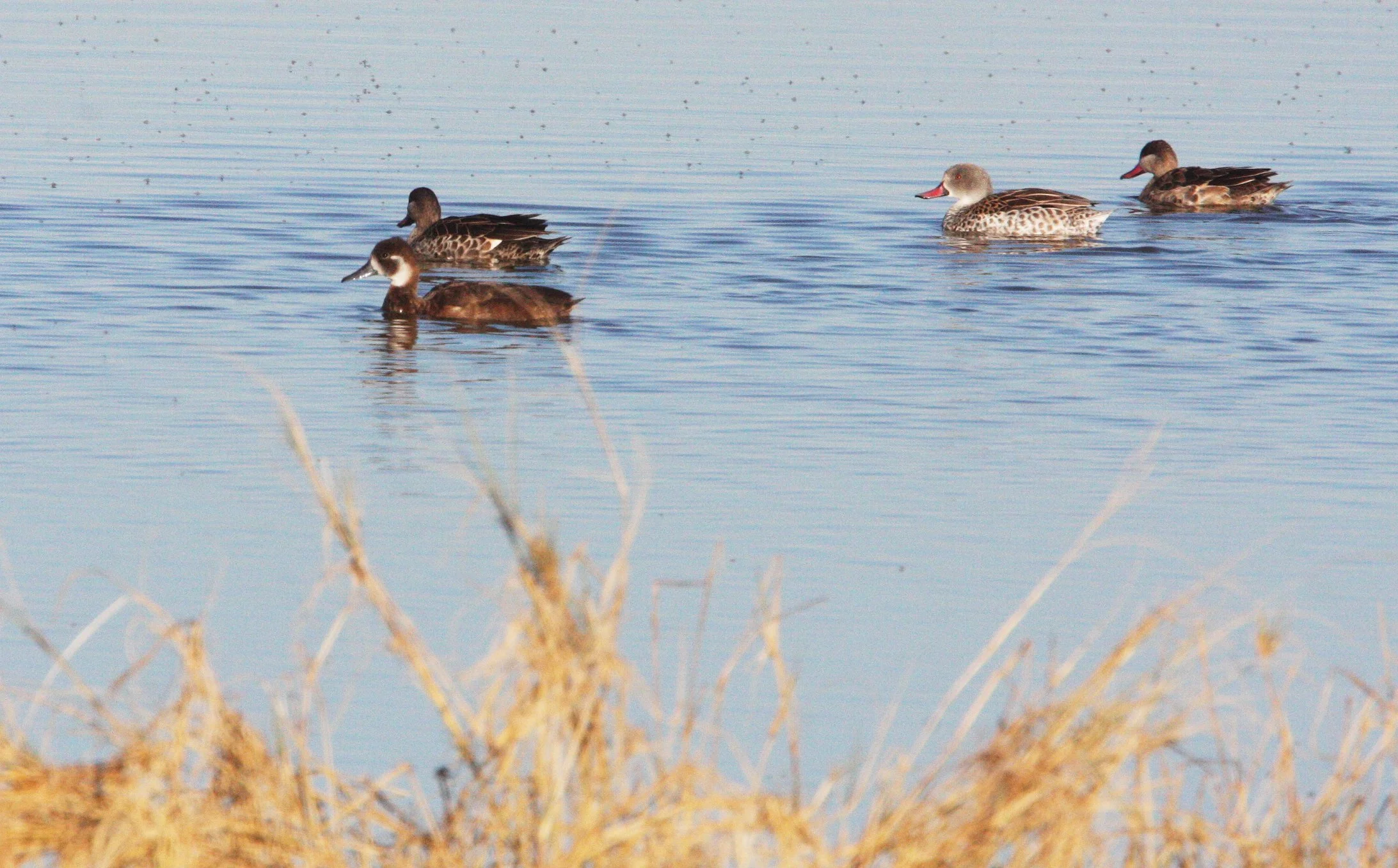TEAL - CAPE TEAL - Anas capensis - WITH SOUTHERN POCHARD (Netta erythrophthalma) - ETOSHA NATIONAL PARK NAMIBIA (11).JPG