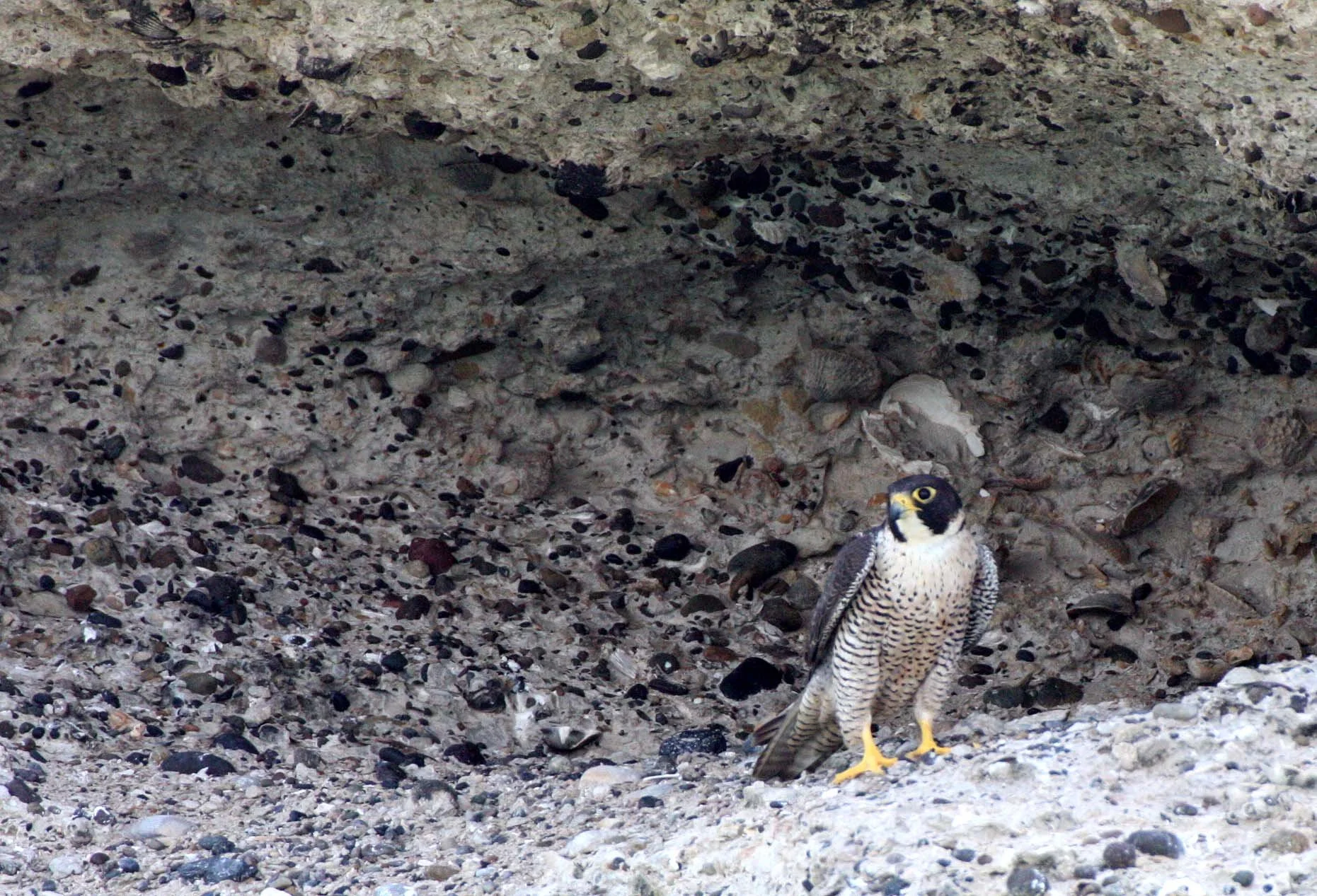 Falco peregrinus anatum - AMERICAN PEREGRINE FALCON - SAN IGNACIO LAGOON BAJA MEXICO (18).JPG