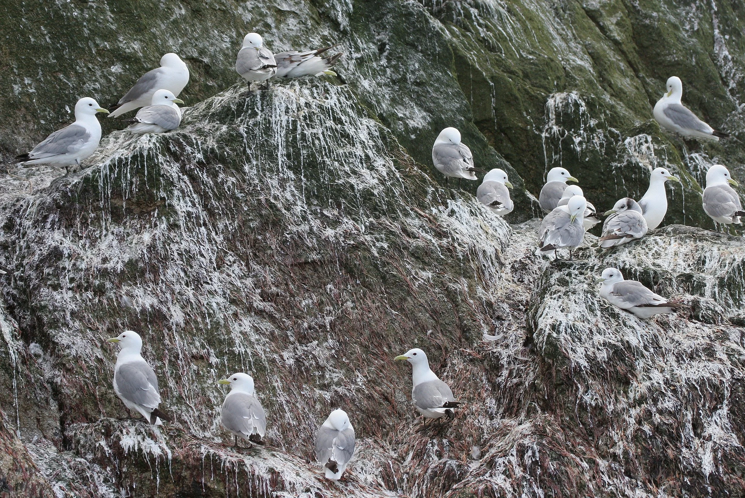 BIRD - KITTIWAKE - BLACK-LEGGED - ON COMMANDERS RUSSIA (3).jpg