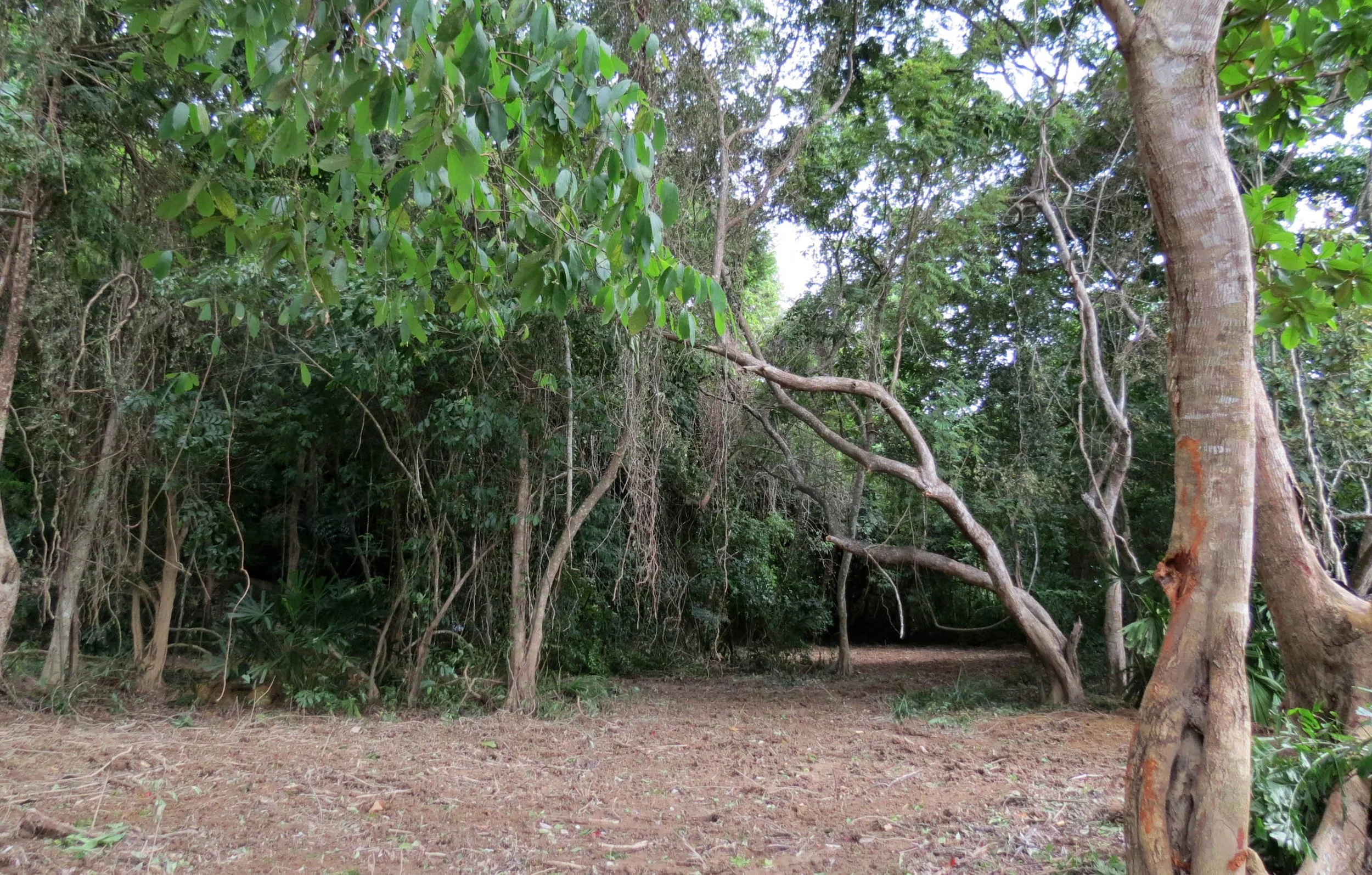 2014 Koh Lanta Build (32).JPG