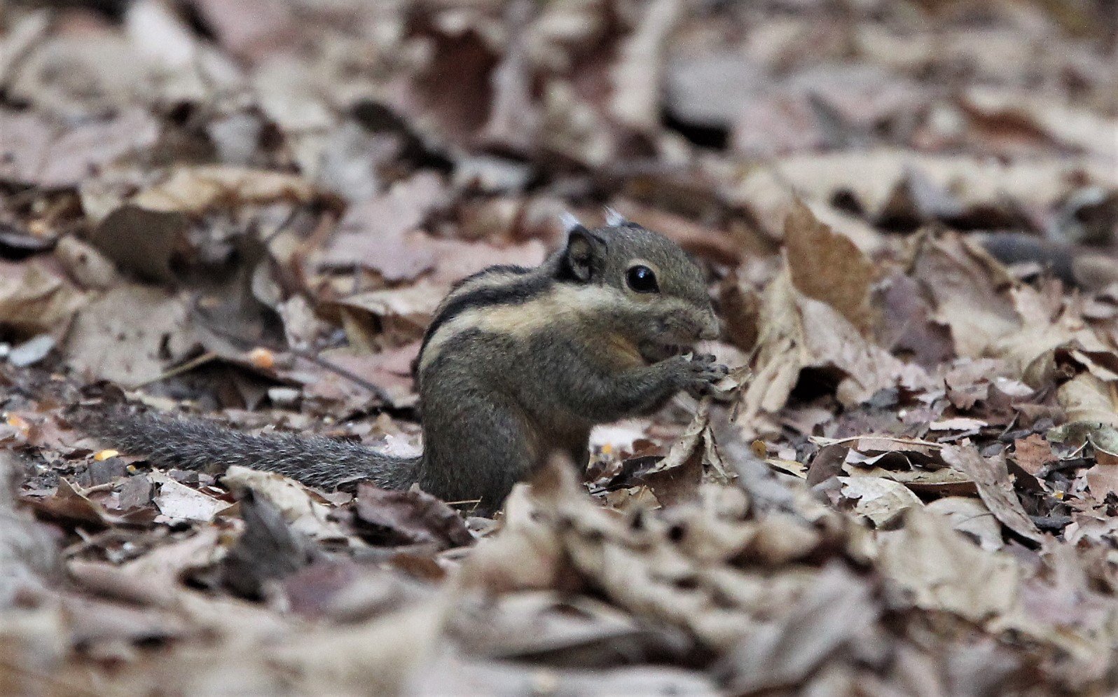 Tamiops mcclellandii - WESTERN STIPED SQUIRREL - LUNG SIN HIDE, KAENG KRACHAN (8).jpg