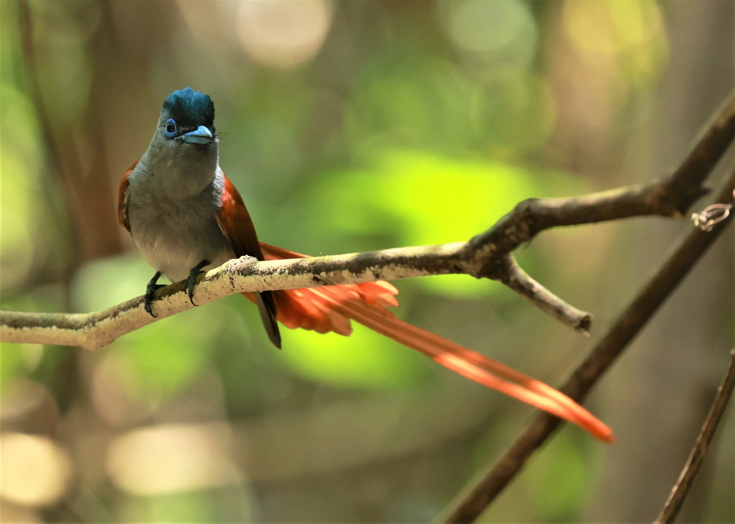 PARADISE-FLYCATCHER - BLYTH'S PARADISE-FLYCATCHER - Terpsiphone affinis - KRUNG CHING, KHAO LUANG NATIONAL PARK, THAILAND APRIL 2023 (10).jpg