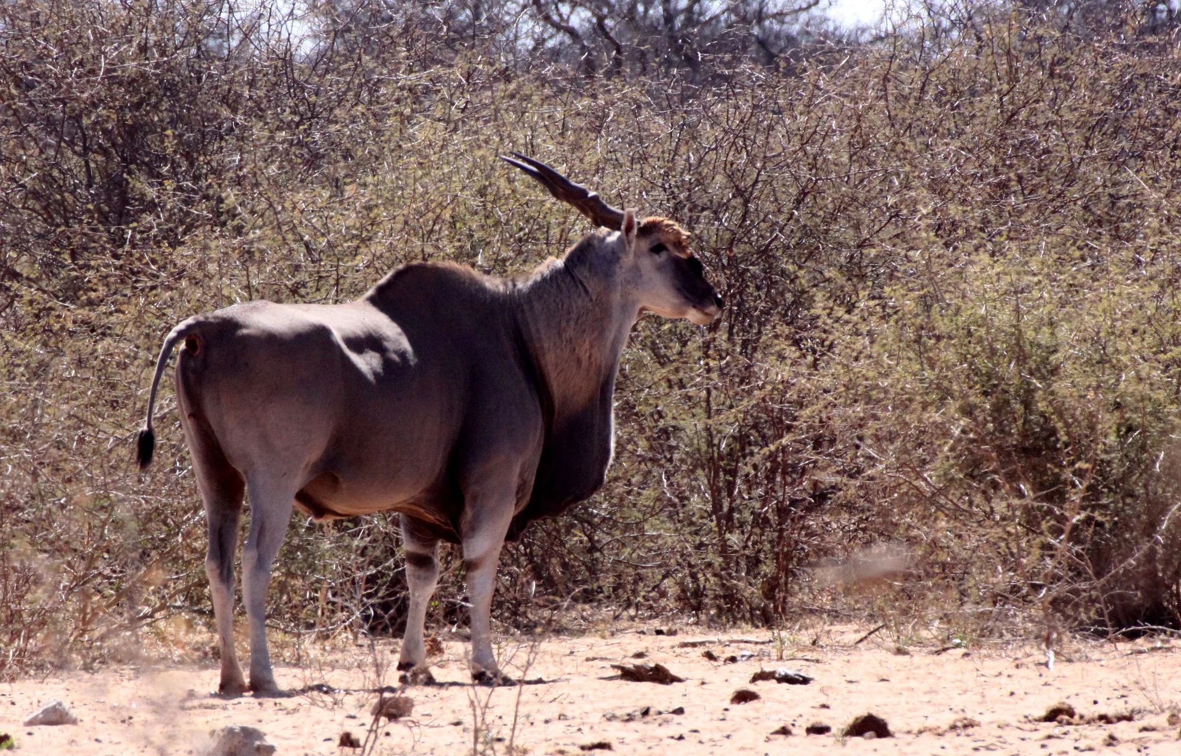 ELAND - LIVINGSTONE'S ELAND - Taurotragus oryx livingstonei - ETOSHA NATIONAL PARK NAMIBIA (13).JPG