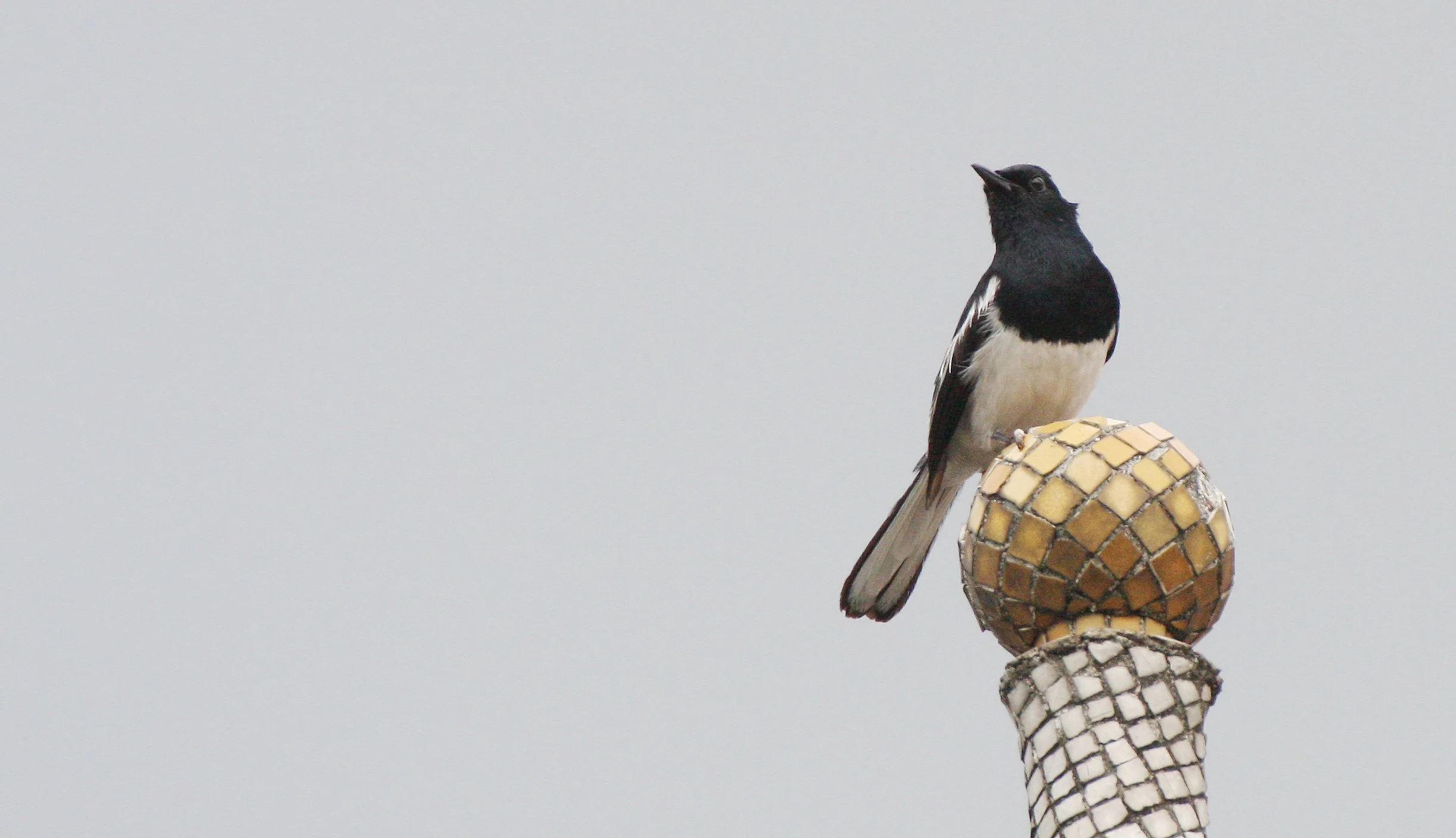 ROBIN - ORIENTAL MAGPIE ROBIN - Copsychus saularis - BANGKOK THAILAND (4).JPG