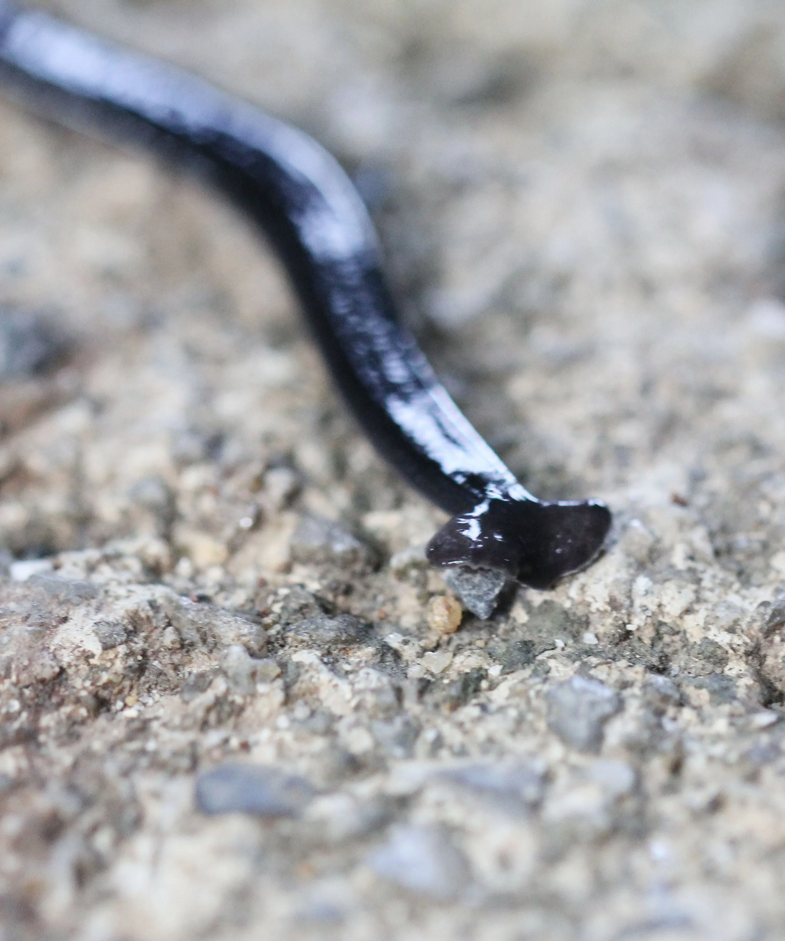 2015 Koh Lanta October Break Trip  (127).JPG