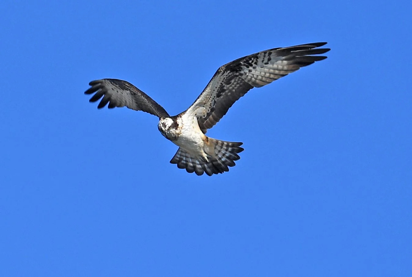 Western osprey (Pandion haliaetus) Shimotonda Sadowaracho Birding Ponds Miyazaki Kyushu Japan (3).jpg