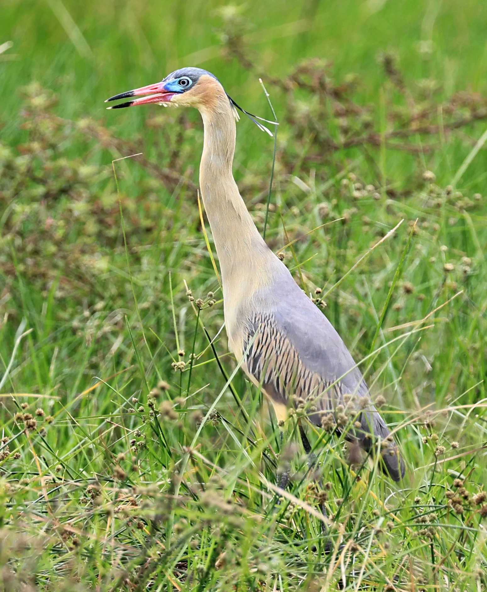 Whistling Heron (Syrigma sibilatrix) Agua Dulce Paraguay (4).jpg