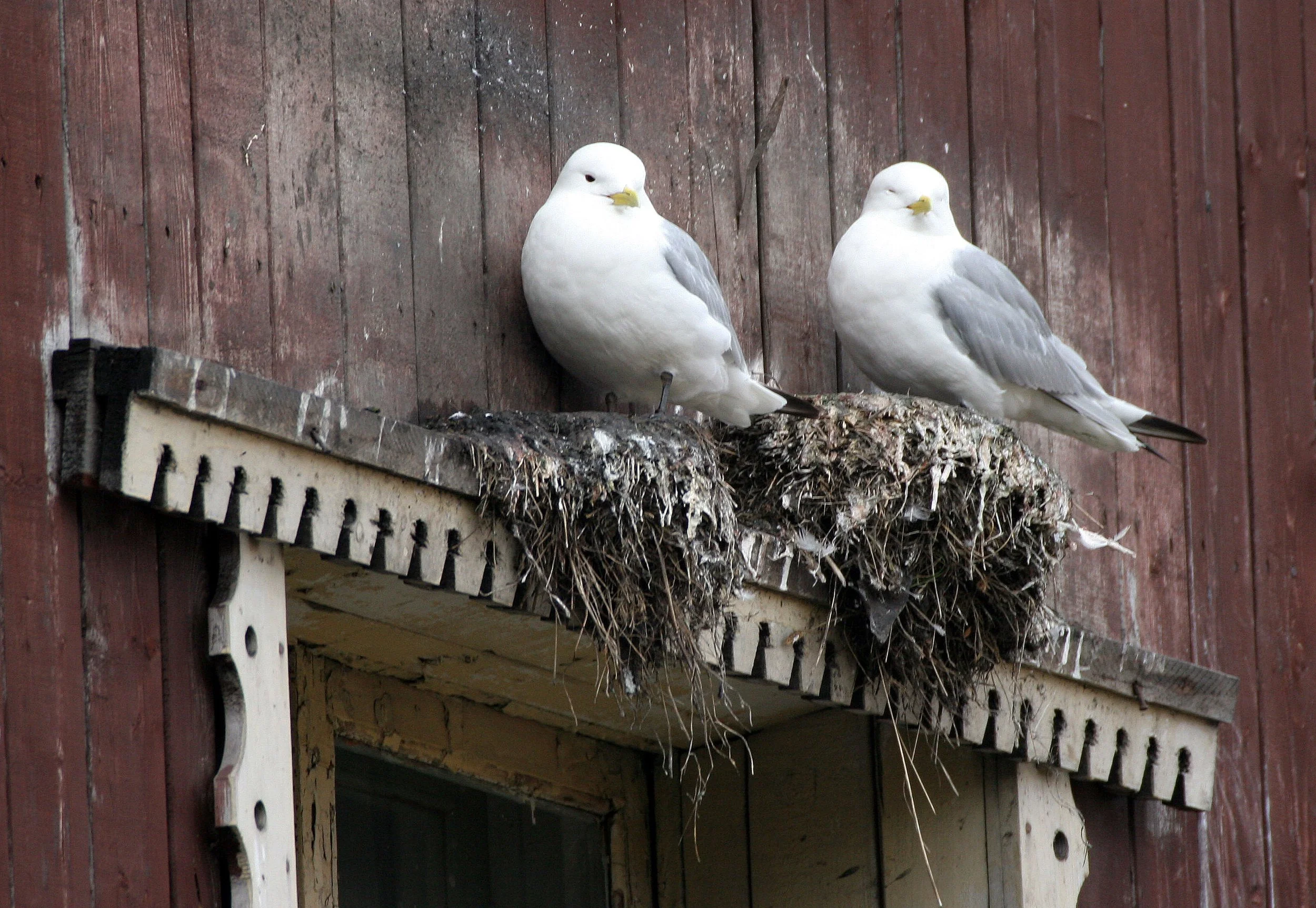 BIRD - KITTIWAKE - BLACK-LEGGED - SVALBARD (11).jpg