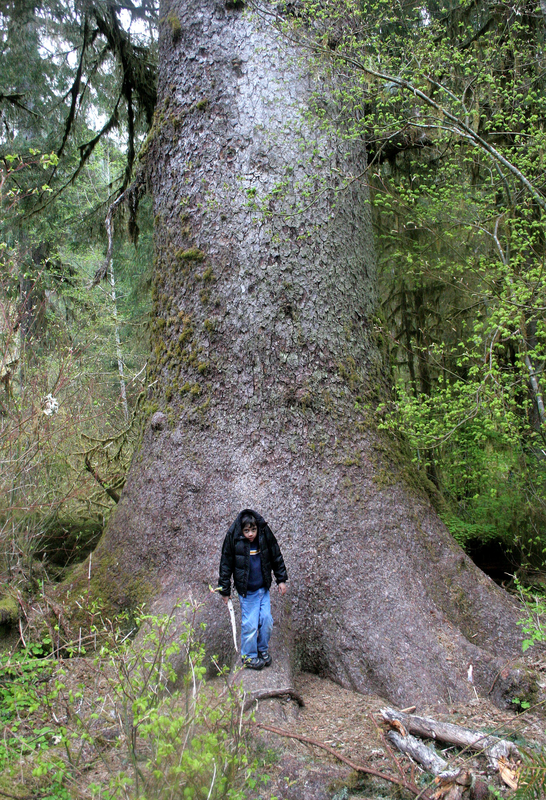 2008-5-10 TREK IN HOH RIVER - GIANT SPRUCE.JPG