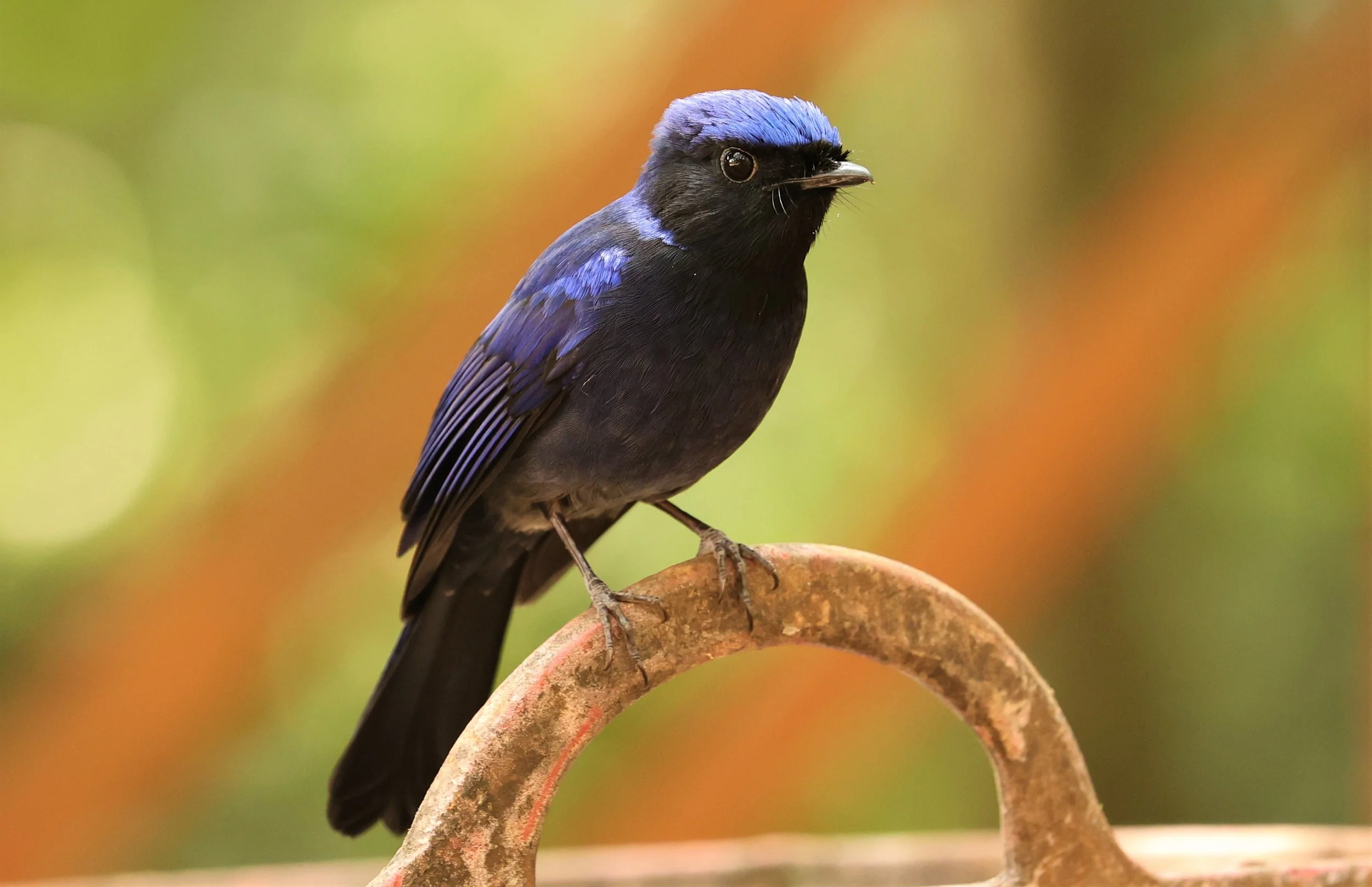 NILTAVA - SMALL NILTAVA - Niltava macgrigoriae - DOI ANG KHANG CHIANG MAI (20).jpg