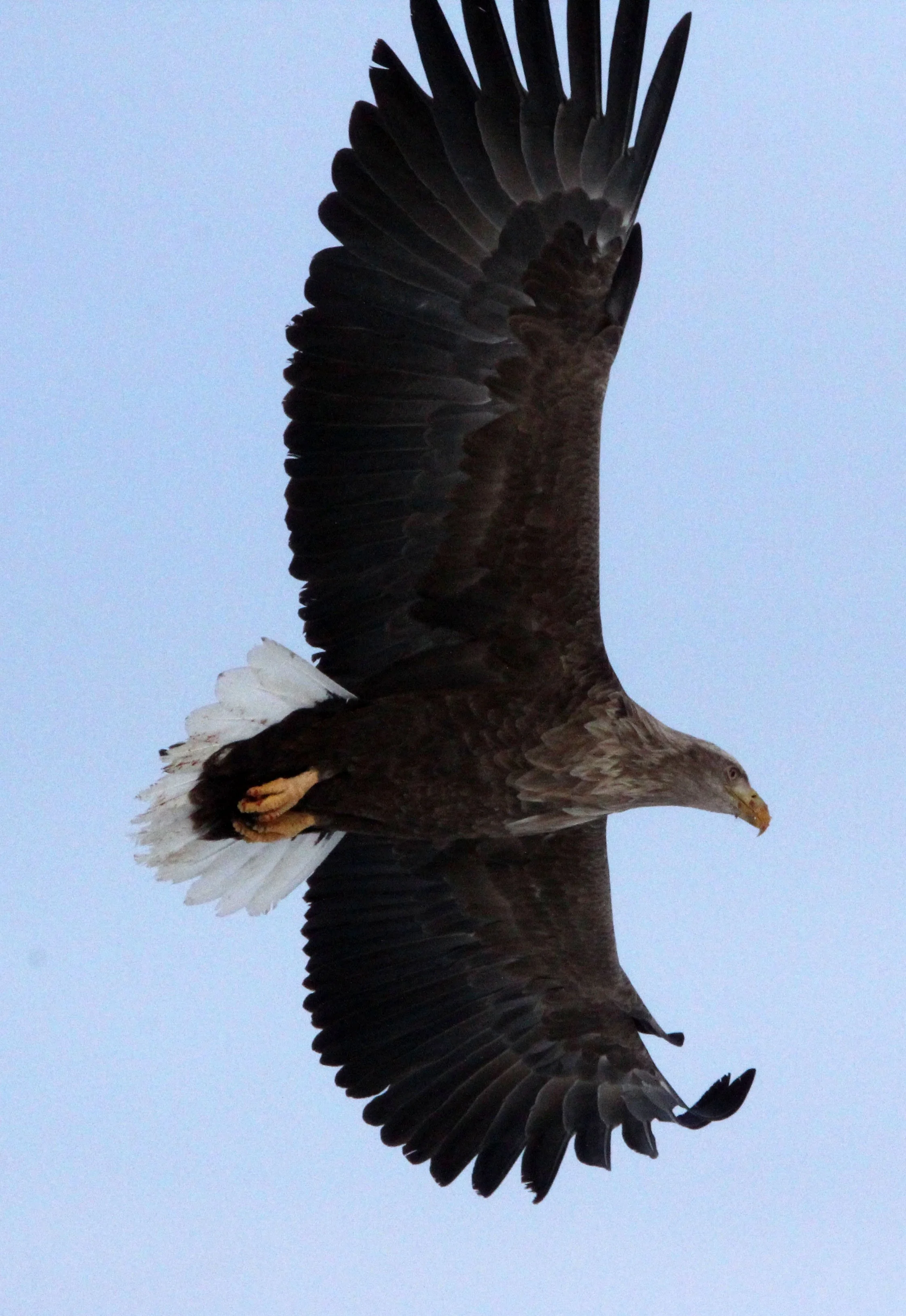 Haliaeetus albicilla - WHITE-TAILED EAGLE - AKAN INTERNATIONAL CRANE CENTER - HOKKAIDO JAPAN (102).JPG
