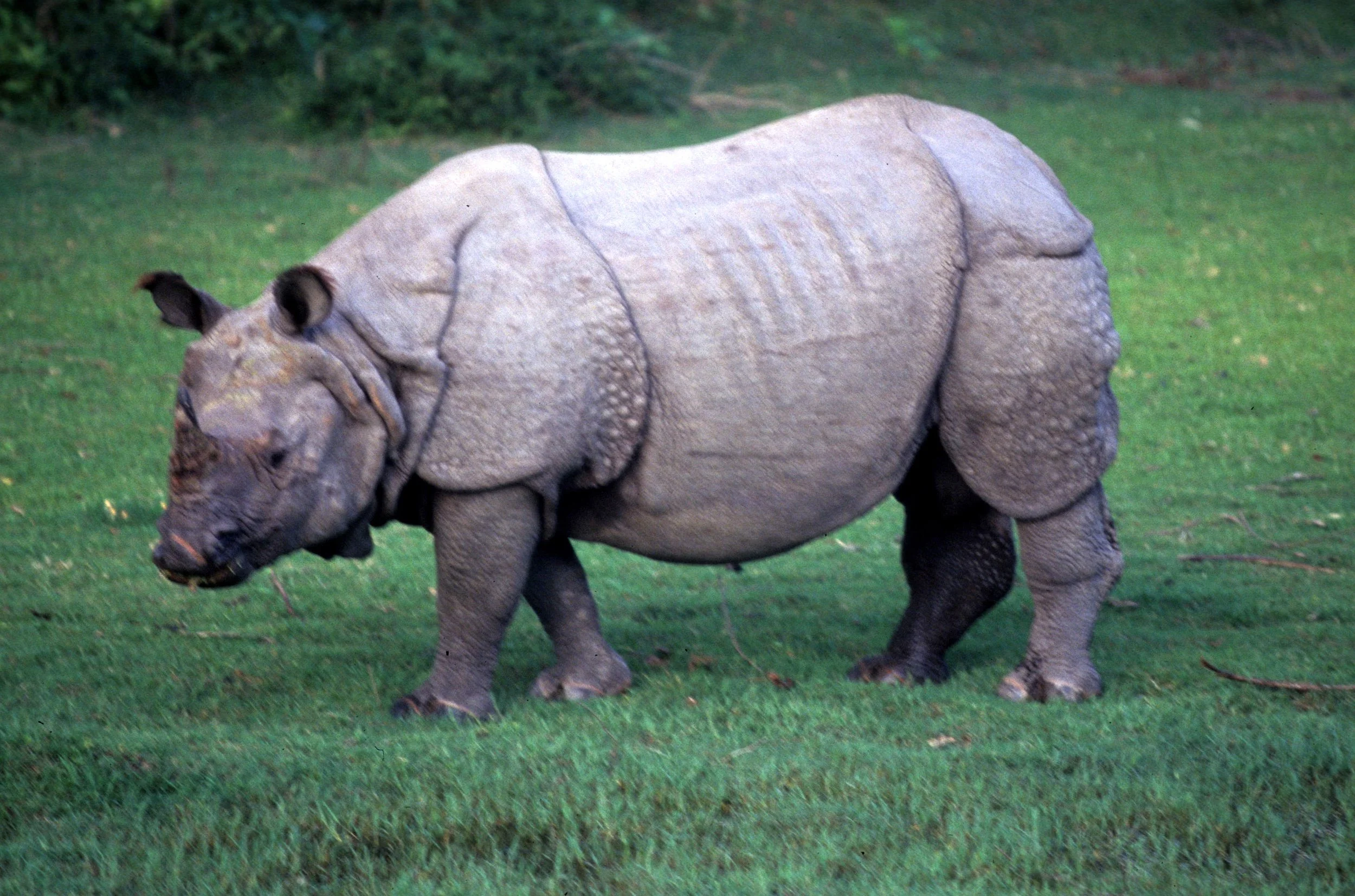RHINO - ASIAN RHINO - CHITWAN NEPAL G.jpg