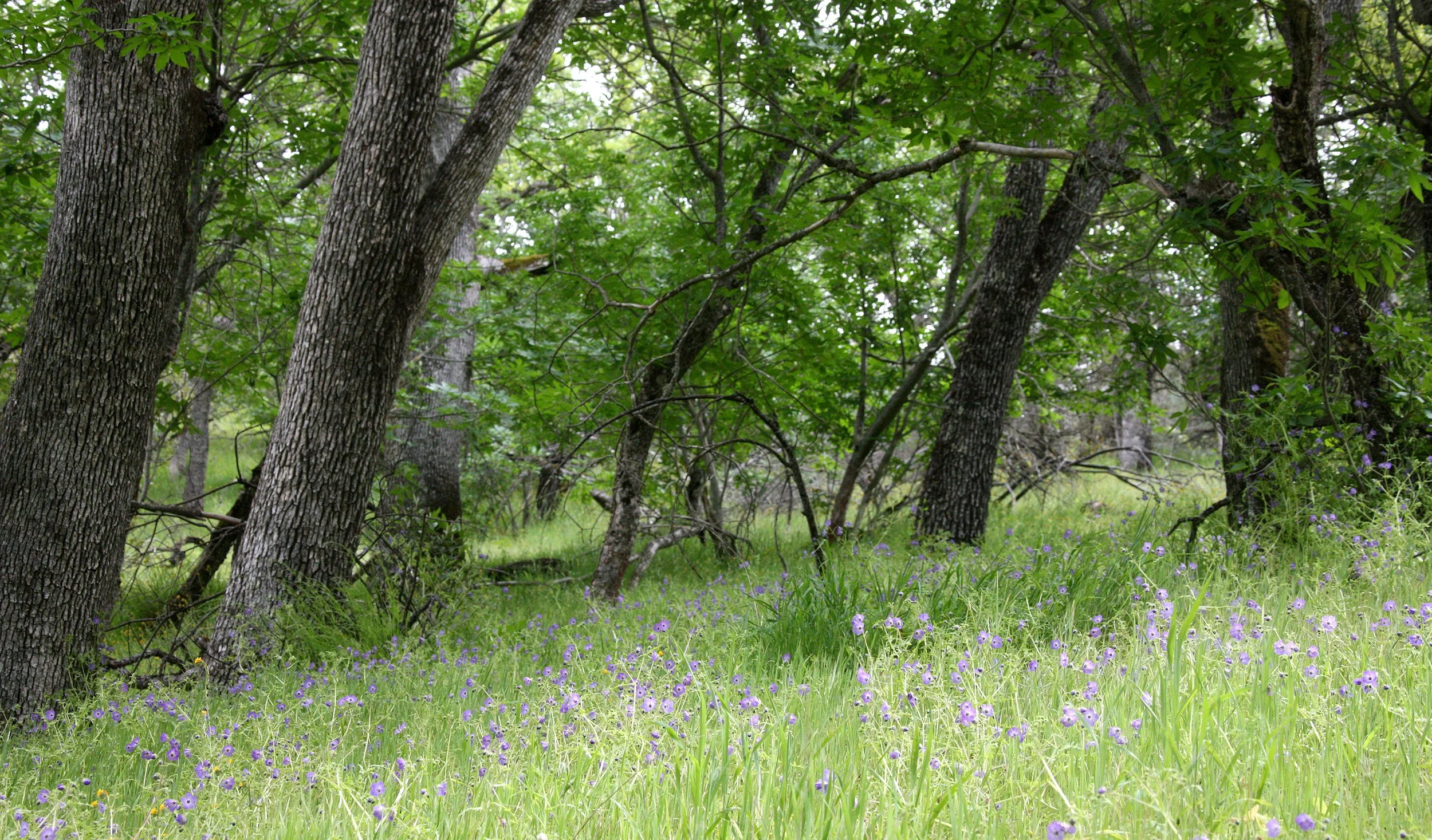 PINNACLES NATIONAL MONUMENT CALIFORNIA - QUERCUS FOREST.JPG