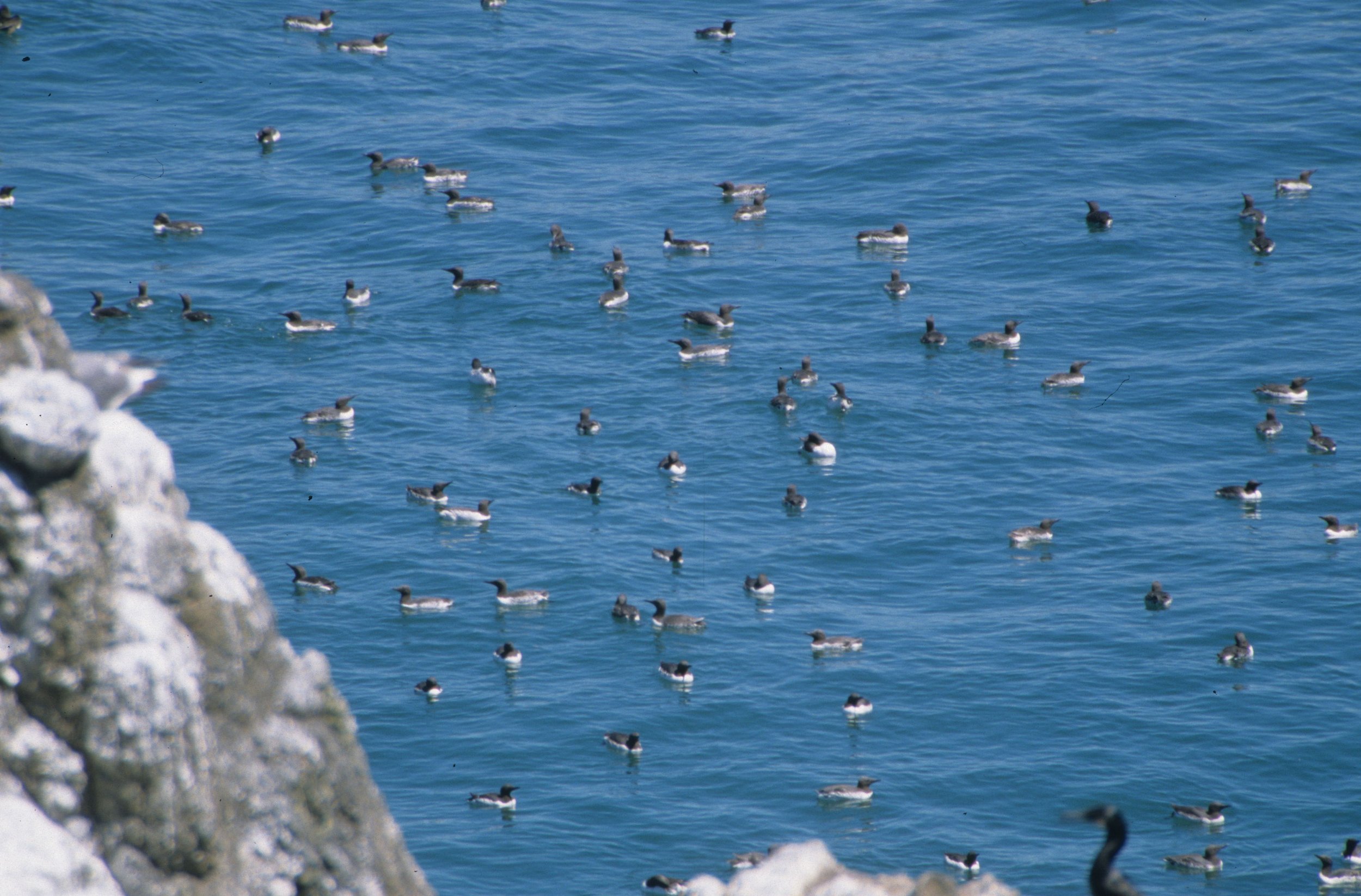 Uria aalge - COMMON MURRE - YAQUINA HEAD OREGON (6).jpg