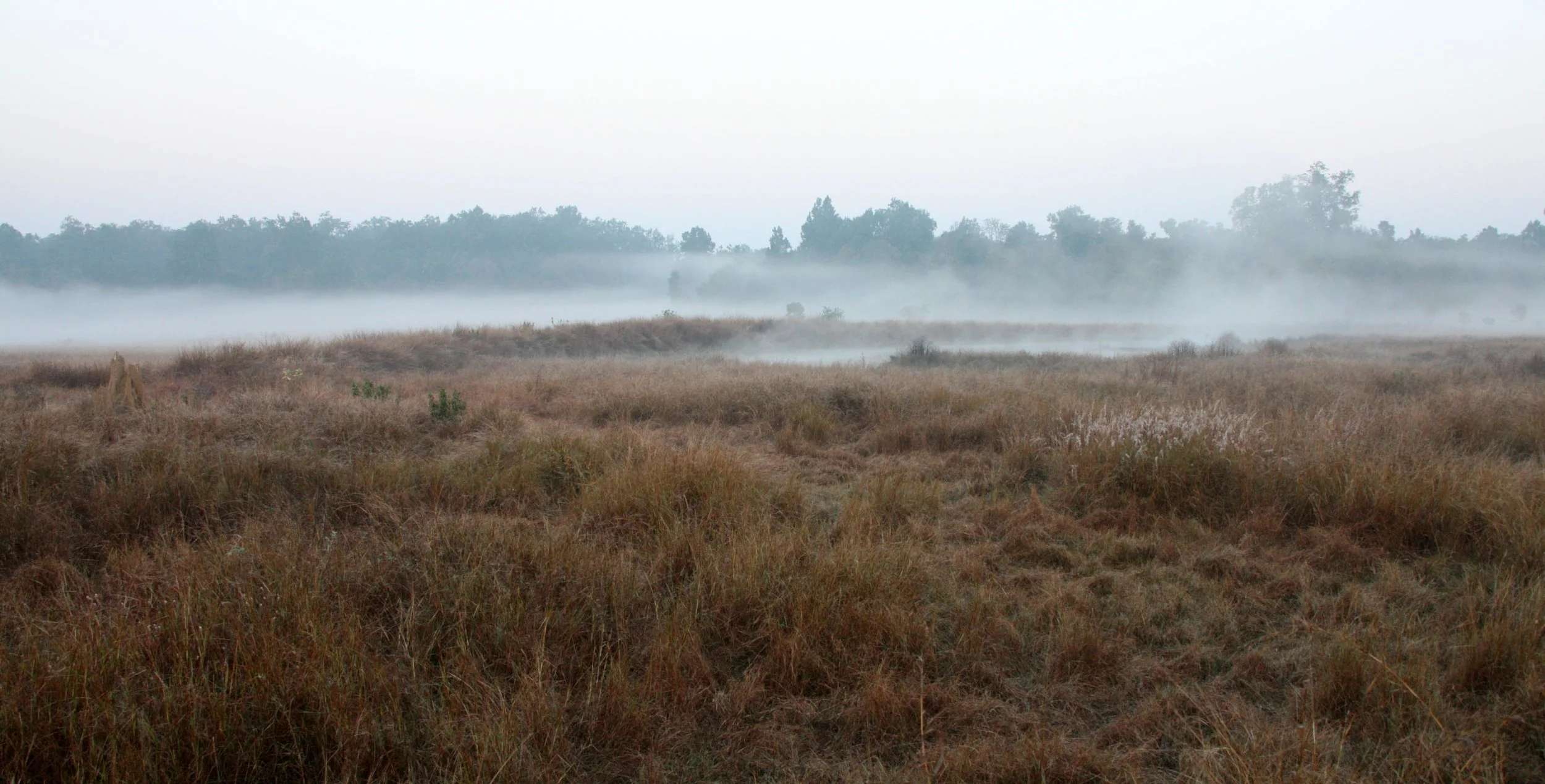 MADHYA PRADESH - KANHA NATIONAL PARK MADHYA PRADESH INDIA (3).JPG