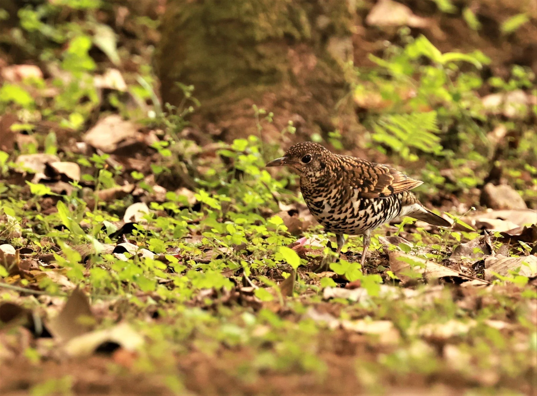 Scaly Thrush (Zoothera dauma) Doi Ang Kang Chiang Mai (1).jpg