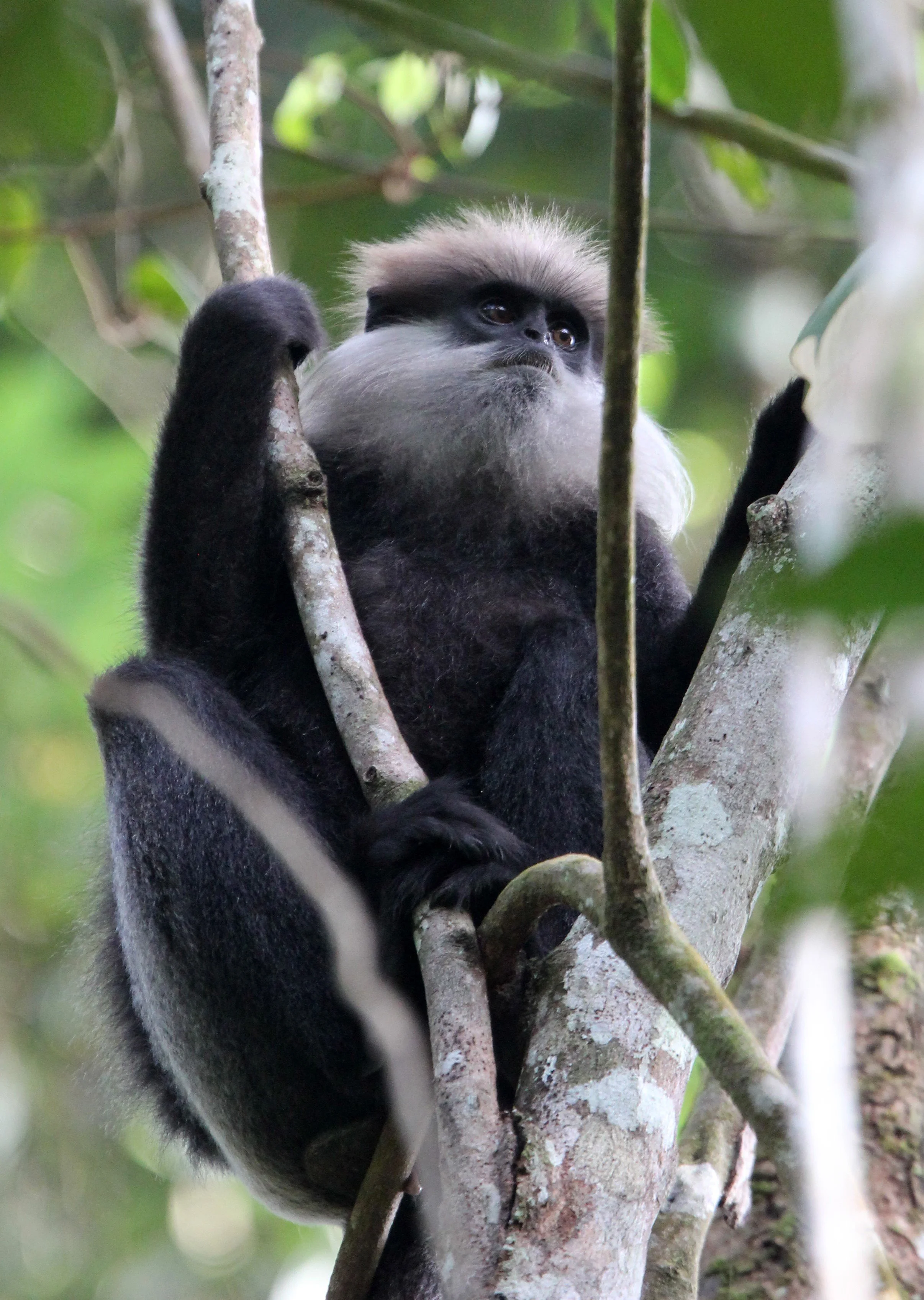 CERCOPITHECIDAE - Semnopithecus vetulus nestor - WET ZONE PURPLE-FACED LEAF MONKEY - SINGHARAJA NATIONAL PARK SRI LANKA (20).JPG