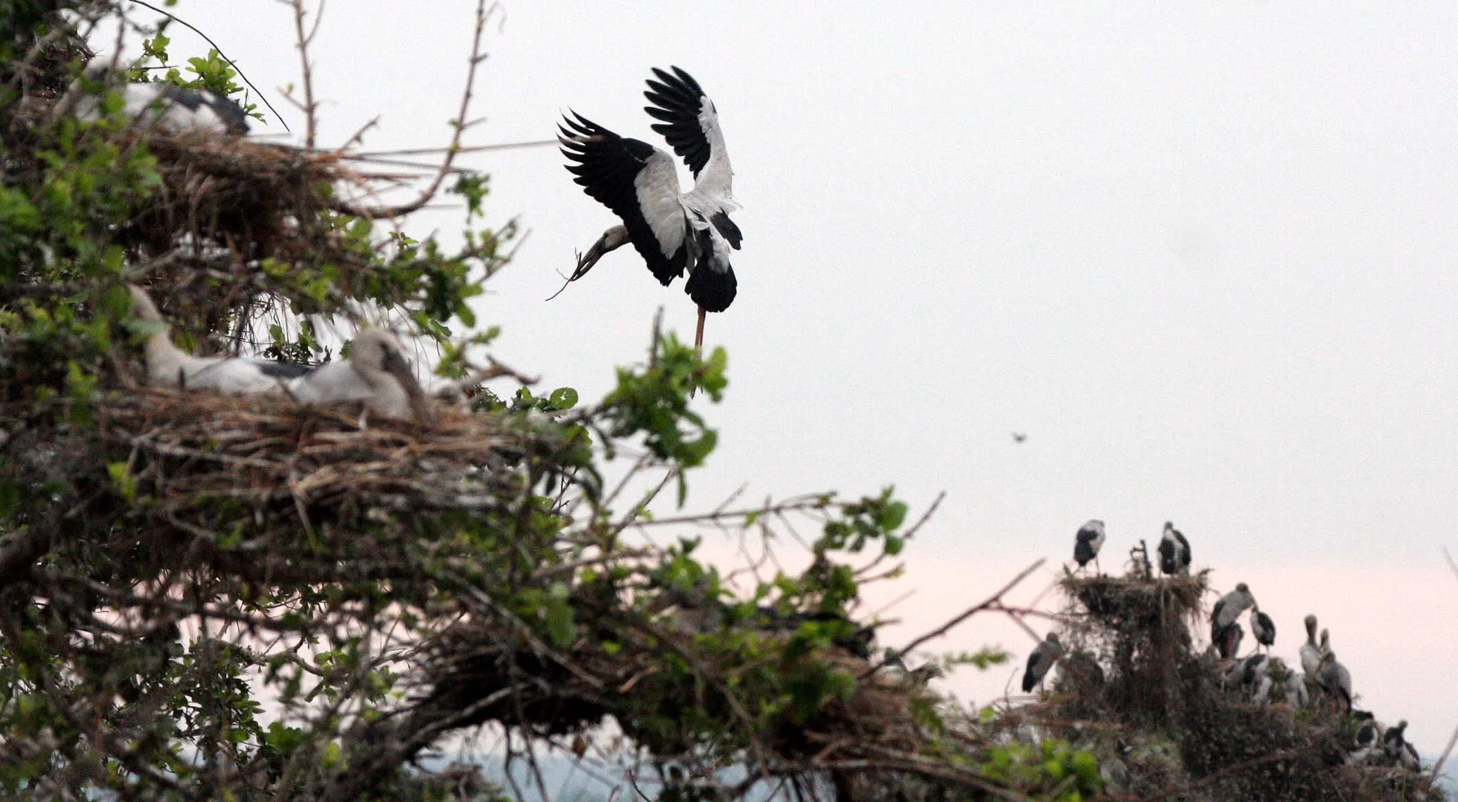 STORK - ASIAN OPENBILL - Anastomus oscitans - BUENG BORAPHET THAILAND (15).JPG