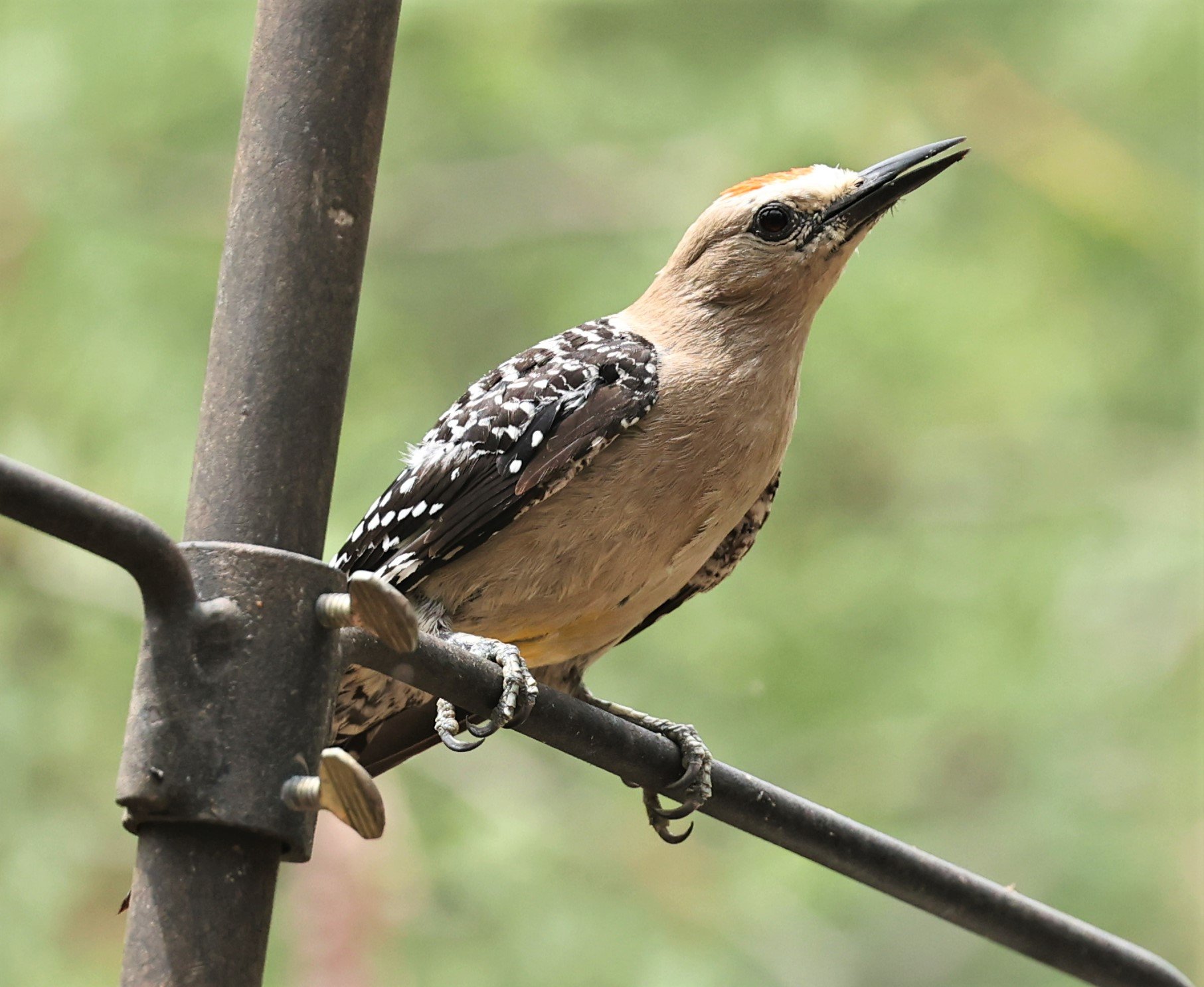 Melanerpes uropygialis - GILA WOODPECKER - ASH CANYON ARIZONA 2022 (8).jpg