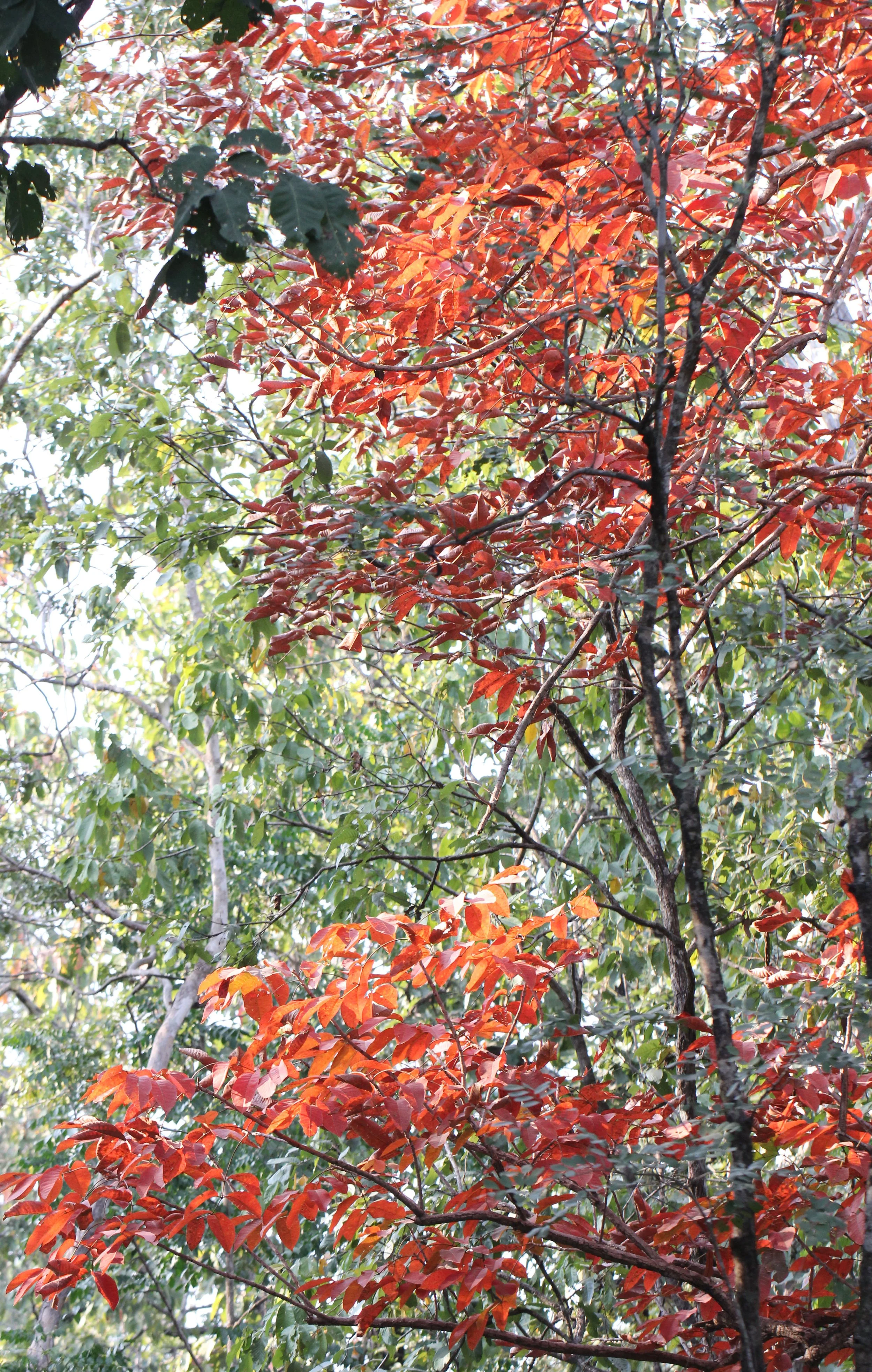 2014 Huai Kha Khaeng Bruce Kekule Trip (97).JPG