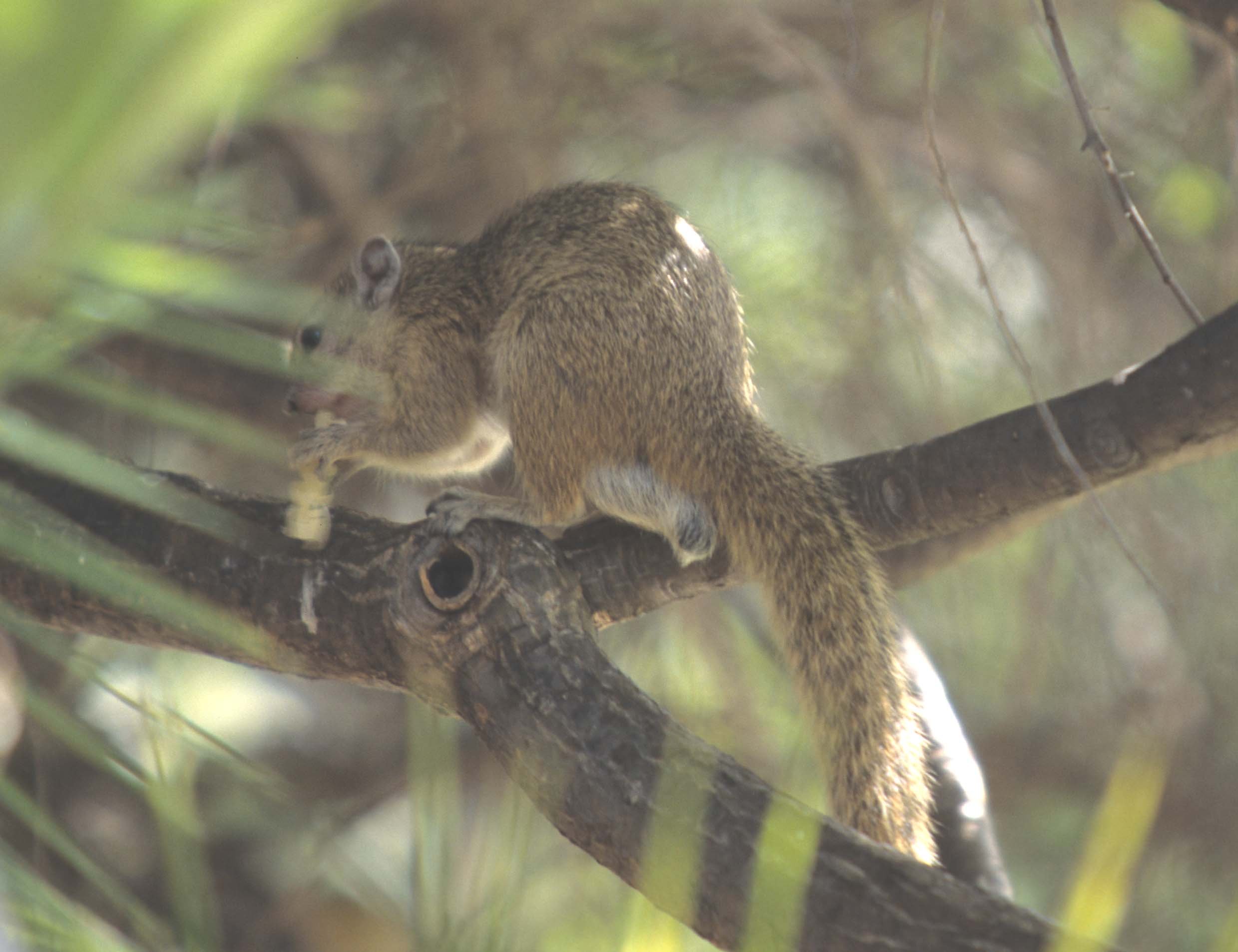 RODENTIA - SQUIRREL - SOUTHERN AFRICA  - KRUGER.jpg