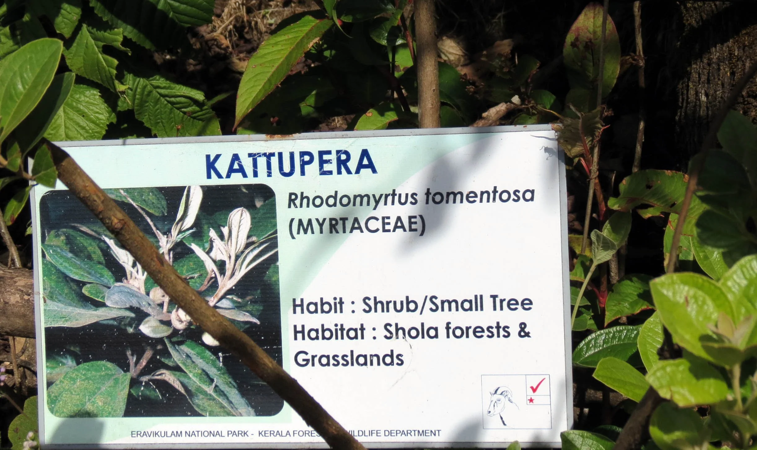 ERAVIKULUM NATIONAL PARK INDIA (14).JPG