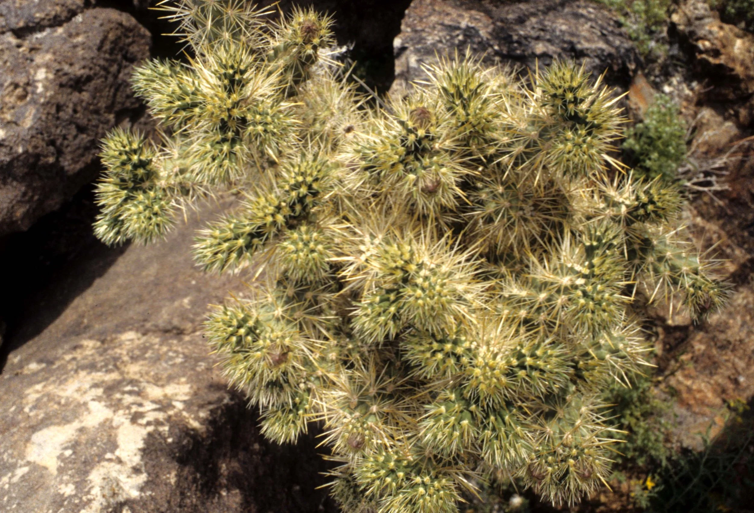 ANZA BORREGO - OPUNTIA BIGLOVEII - TEDDY BEAR CHOLLA.jpg