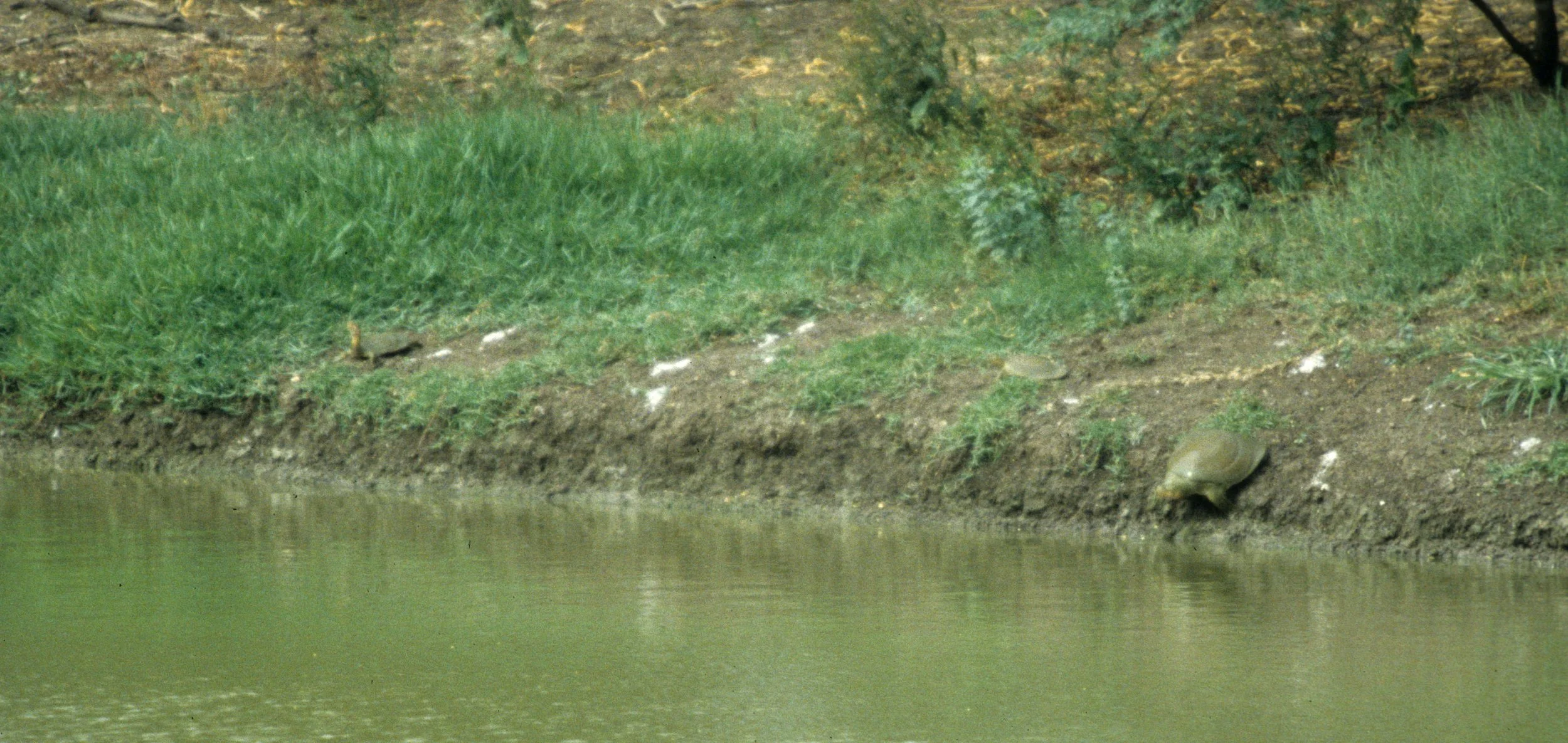 REPTILE - TURTLE SPECIES - KALEODEO NP INDIA.jpg