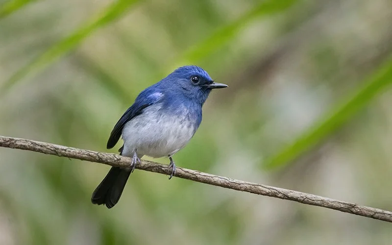 hainan-blue-flycatcher-cyornis hainanus-02.jpg