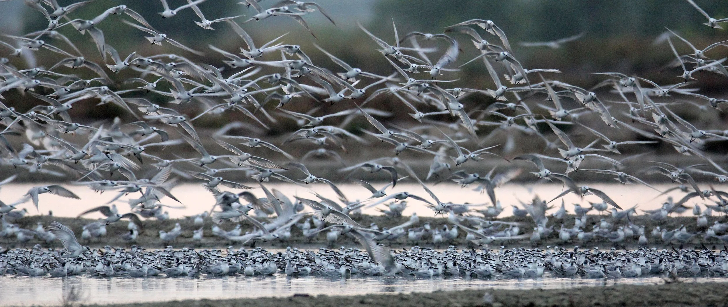 BIRD - TERN SPECIES MIXED FLOCK - WHISKERED AND LITTLE - KOK KHAM MAJACHAI  SALT PONDS - THAILAND (27).JPG