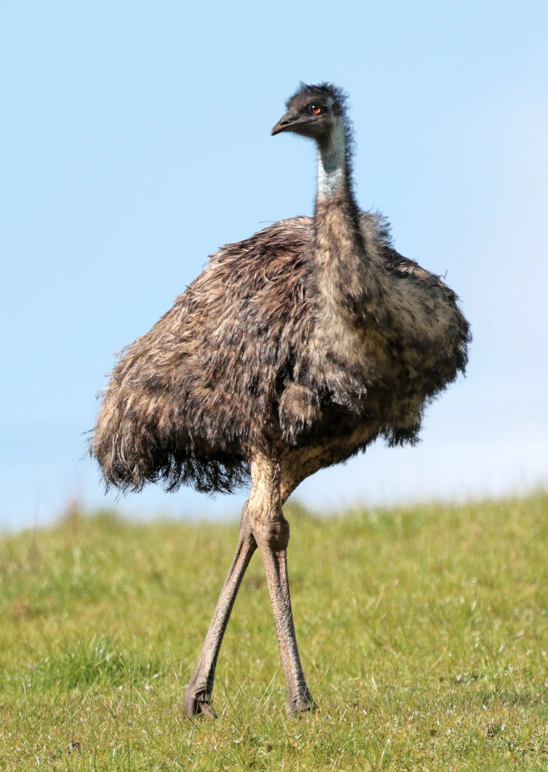 Emu (Dromaius novaehollandiae) Mt Frankland NP - Western Australia (18).jpg