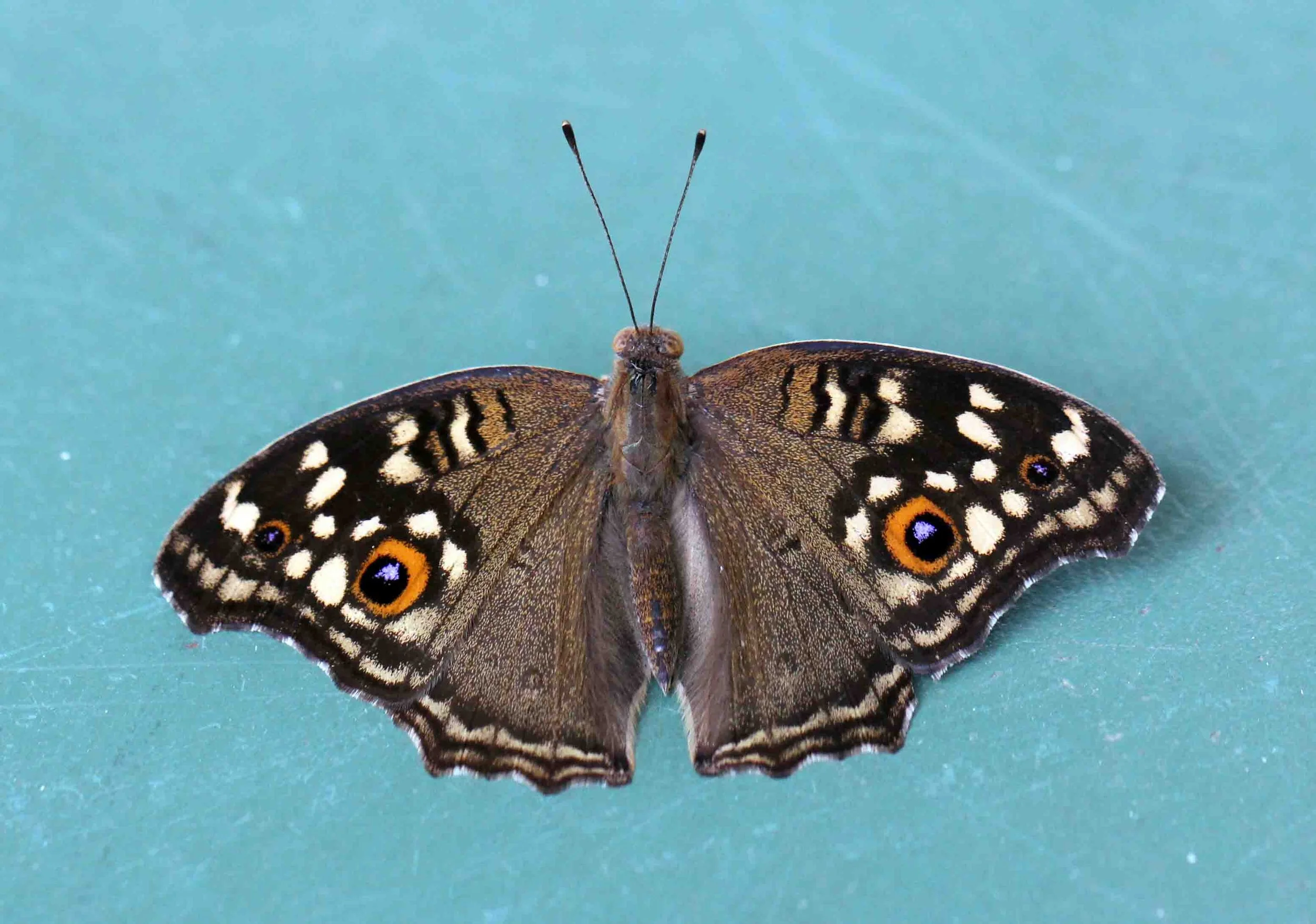 Nymphalidae - Junonia spieces - Udawalawa NP, Sri Lanka