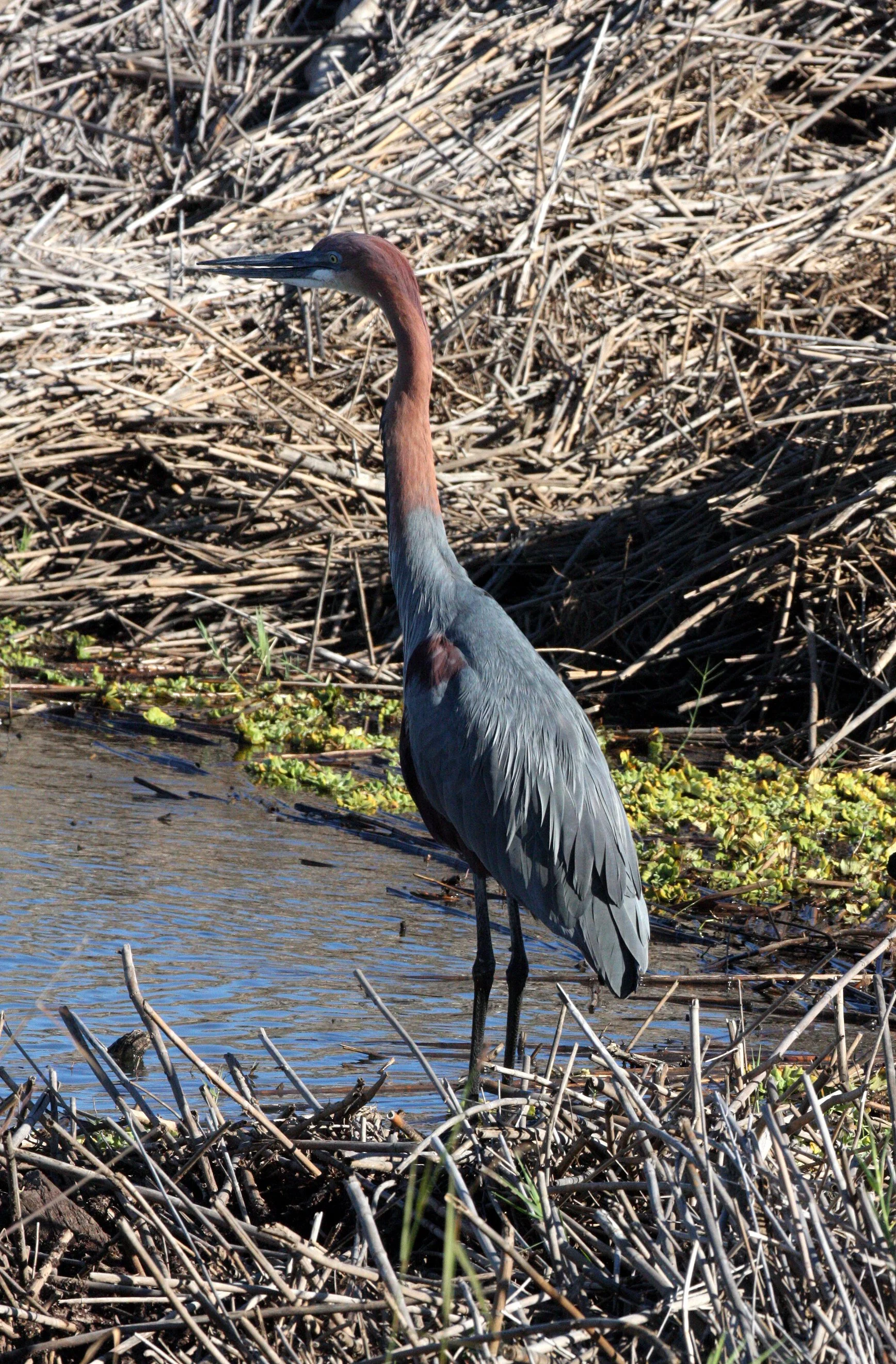 HERON - GOLIATH HERON - Ardea goliath - KRUGER NATIONAL PARK SOUTH AFRICA (3).JPG