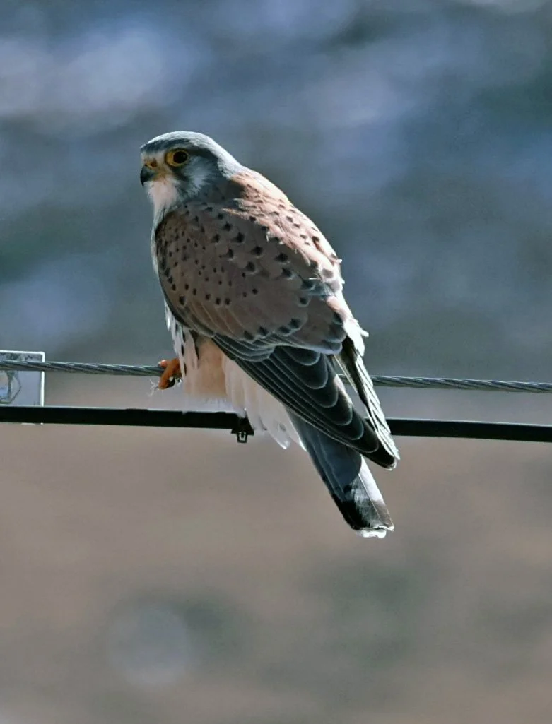 Common Kestrel (Falco tinnunculus) Ruoergai County, Tibetan Plateau, Sichuan China (9).jpg